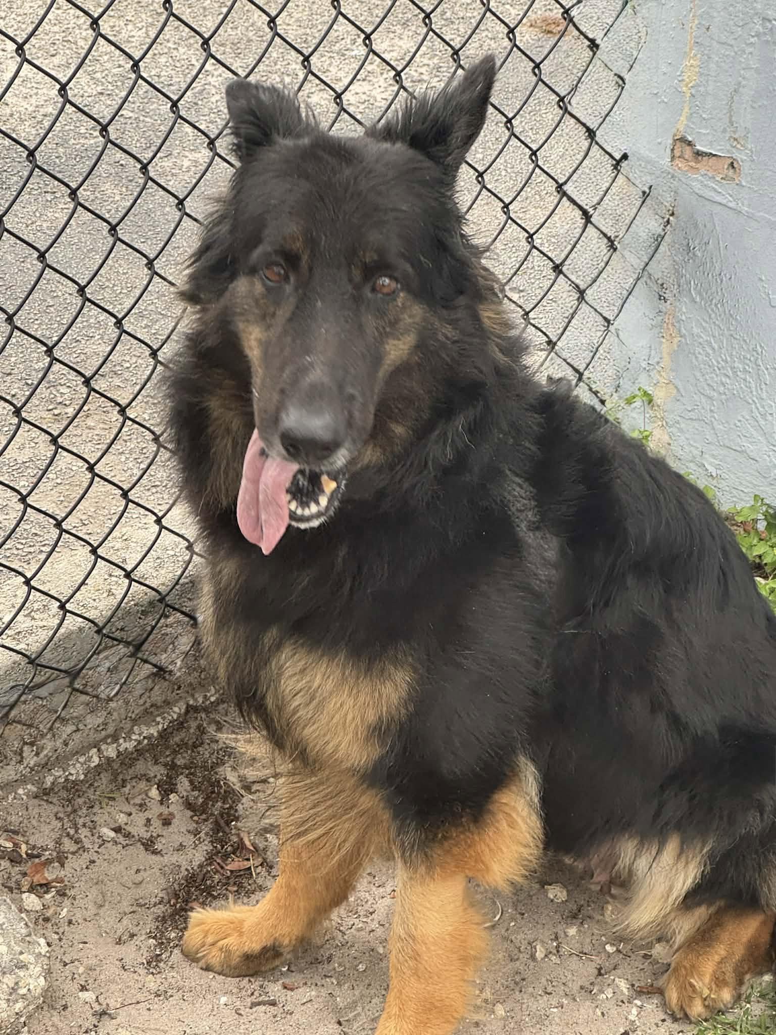 Ivy 3160, Adoptable, Young Female German Shepherd Dog.
