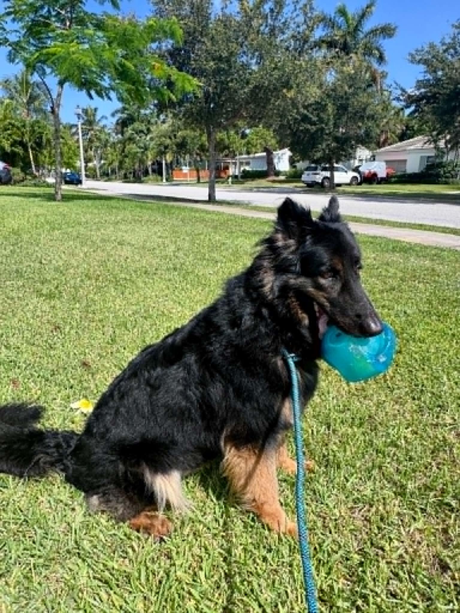 Enlarge Ivy 3160, a Adoptable German Shepherd Dog in Pompano Beach, FL image 2/3