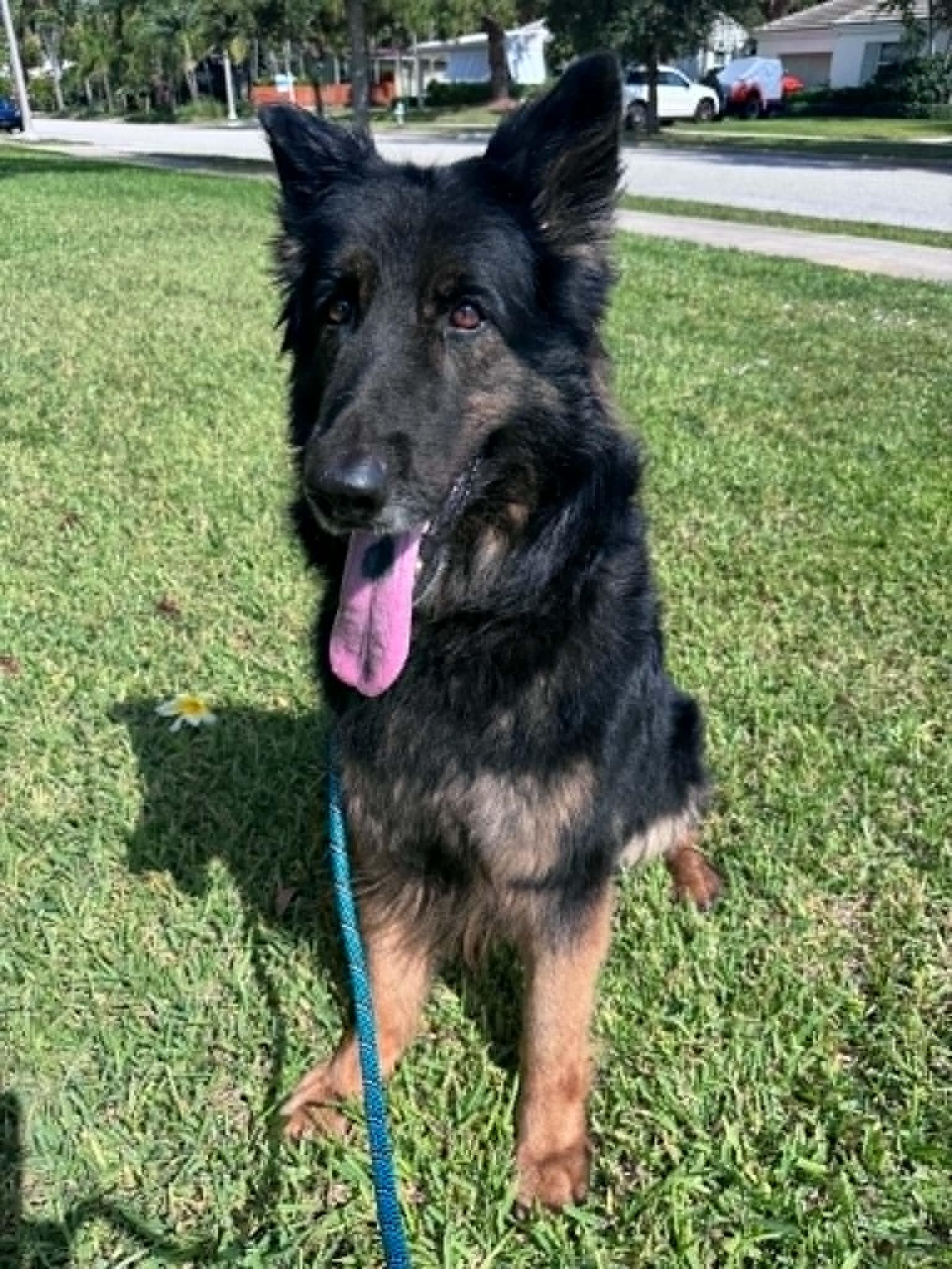 Enlarge Ivy 3160, a Adoptable German Shepherd Dog in Pompano Beach, FL image 3/3