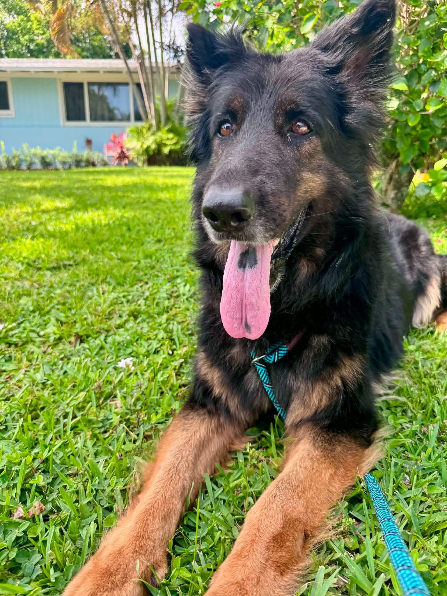 Ivy 3160, a Adoptable German Shepherd Dog in Pompano Beach, FL image 3/3