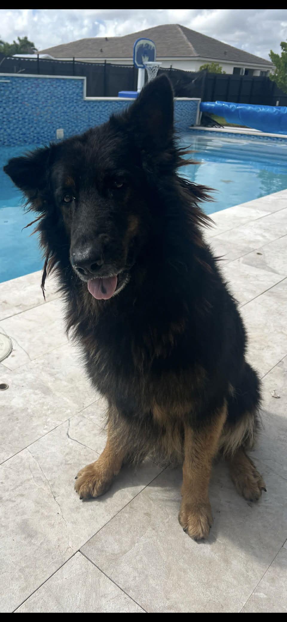 Enlarge Ivy 3160, a Adoptable German Shepherd Dog in Pompano Beach, FL image 3/3