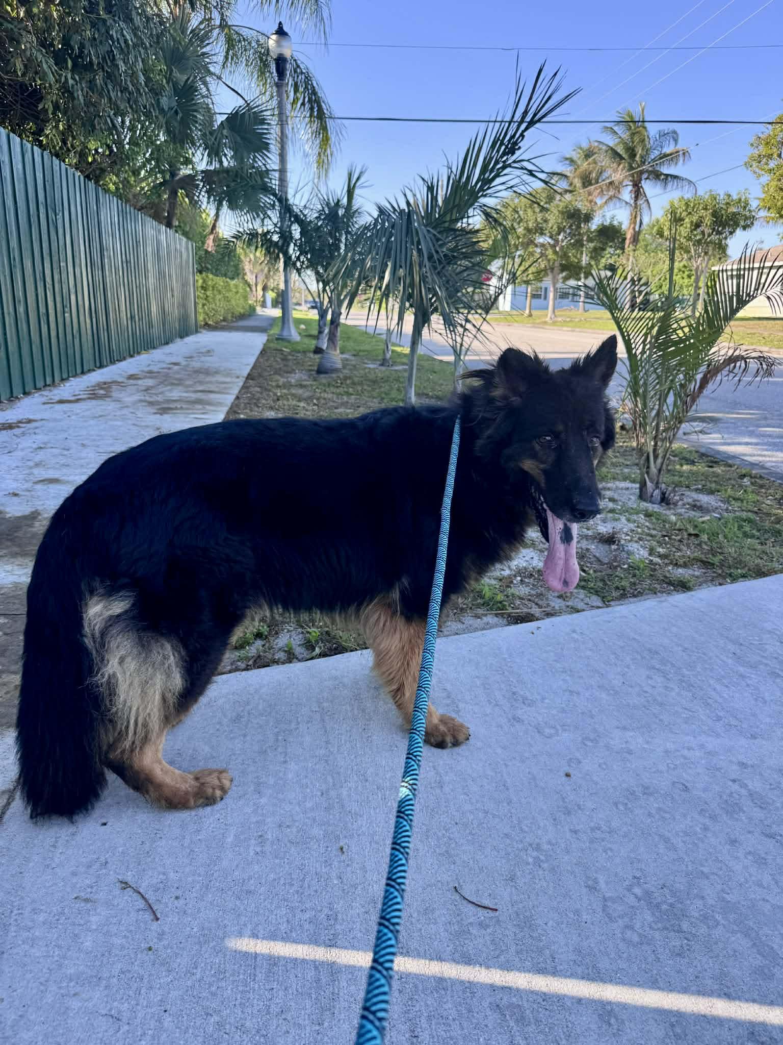 Enlarge Ivy 3160, a Adoptable German Shepherd Dog in Pompano Beach, FL image 3/3