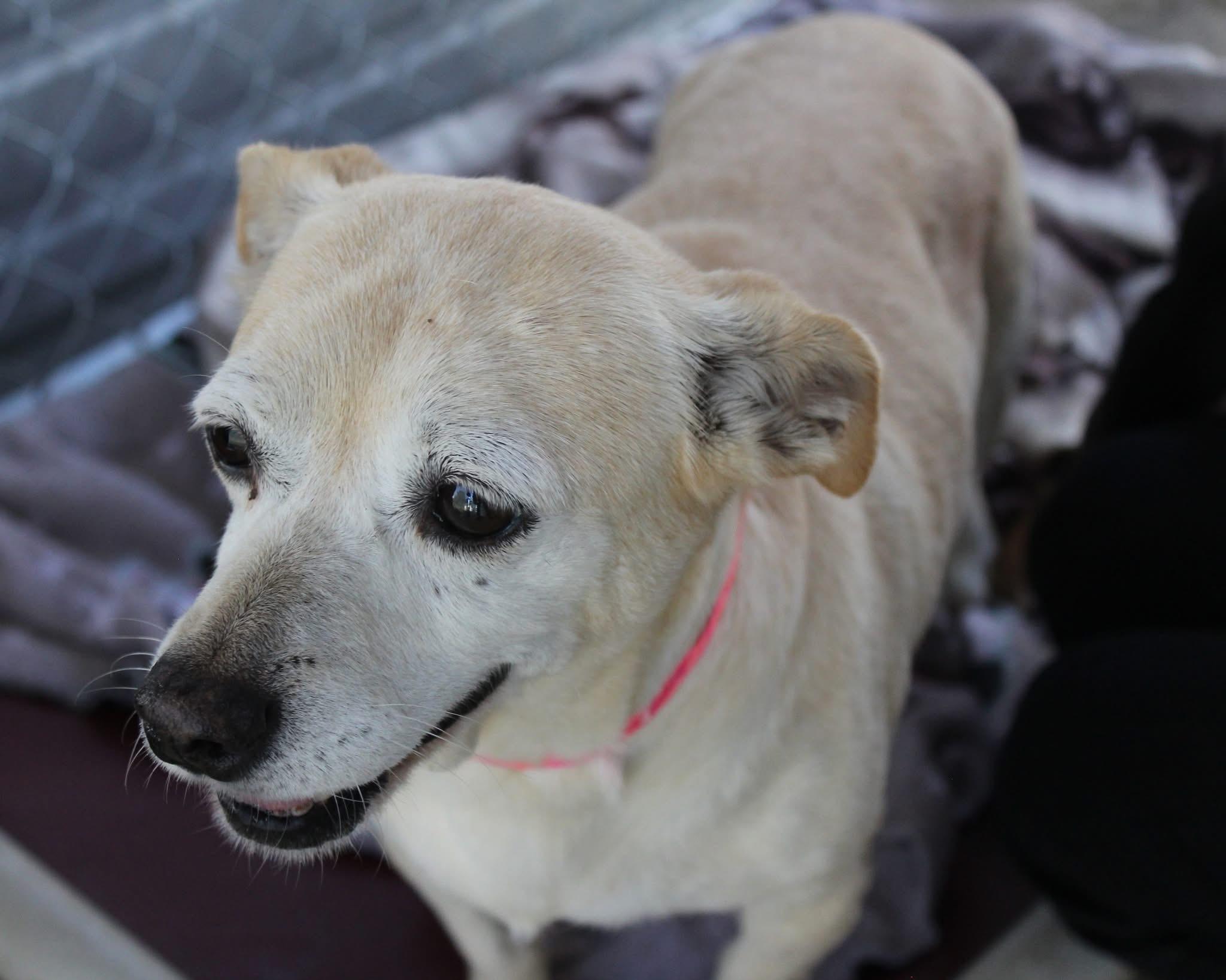 KATRINA, a Adoptable mixed breed in Fresno, CA image 2/3
