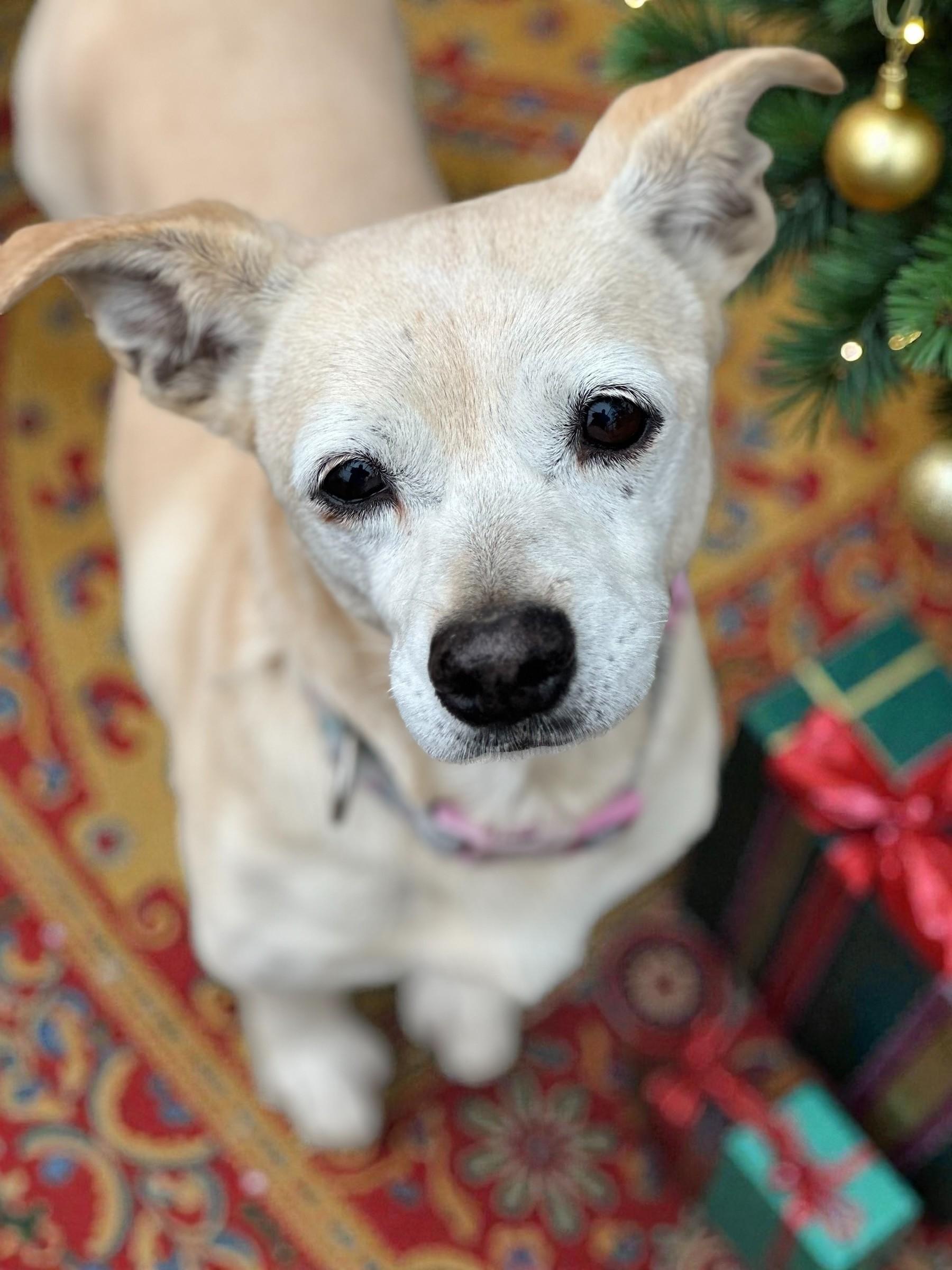 KATRINA, Adoptable, Senior Female Terrier.