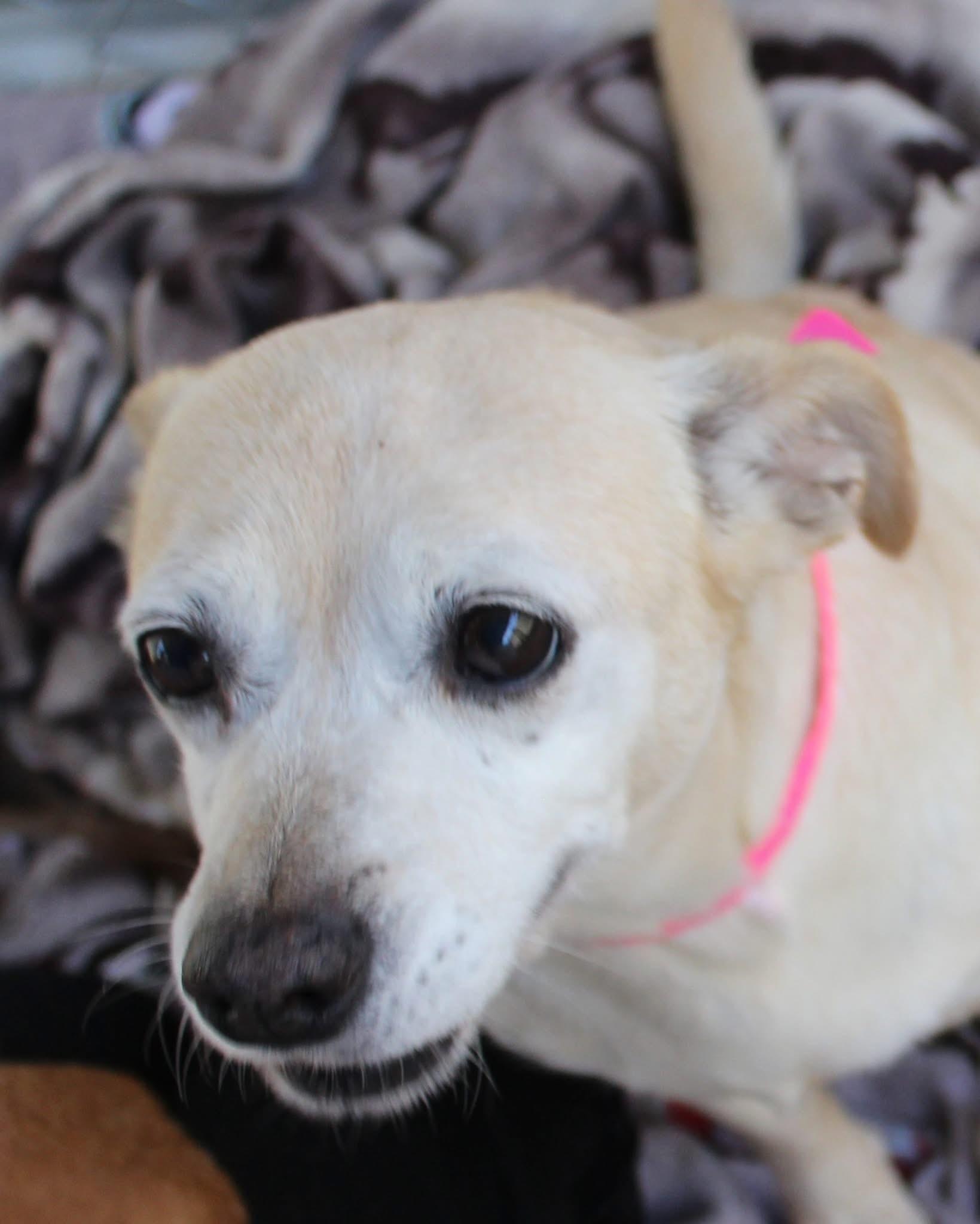 KATRINA, a Adoptable mixed breed in Fresno, CA image 3/3