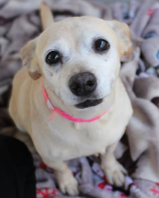 KATRINA, a Adoptable mixed breed in Fresno, CA image 1/3