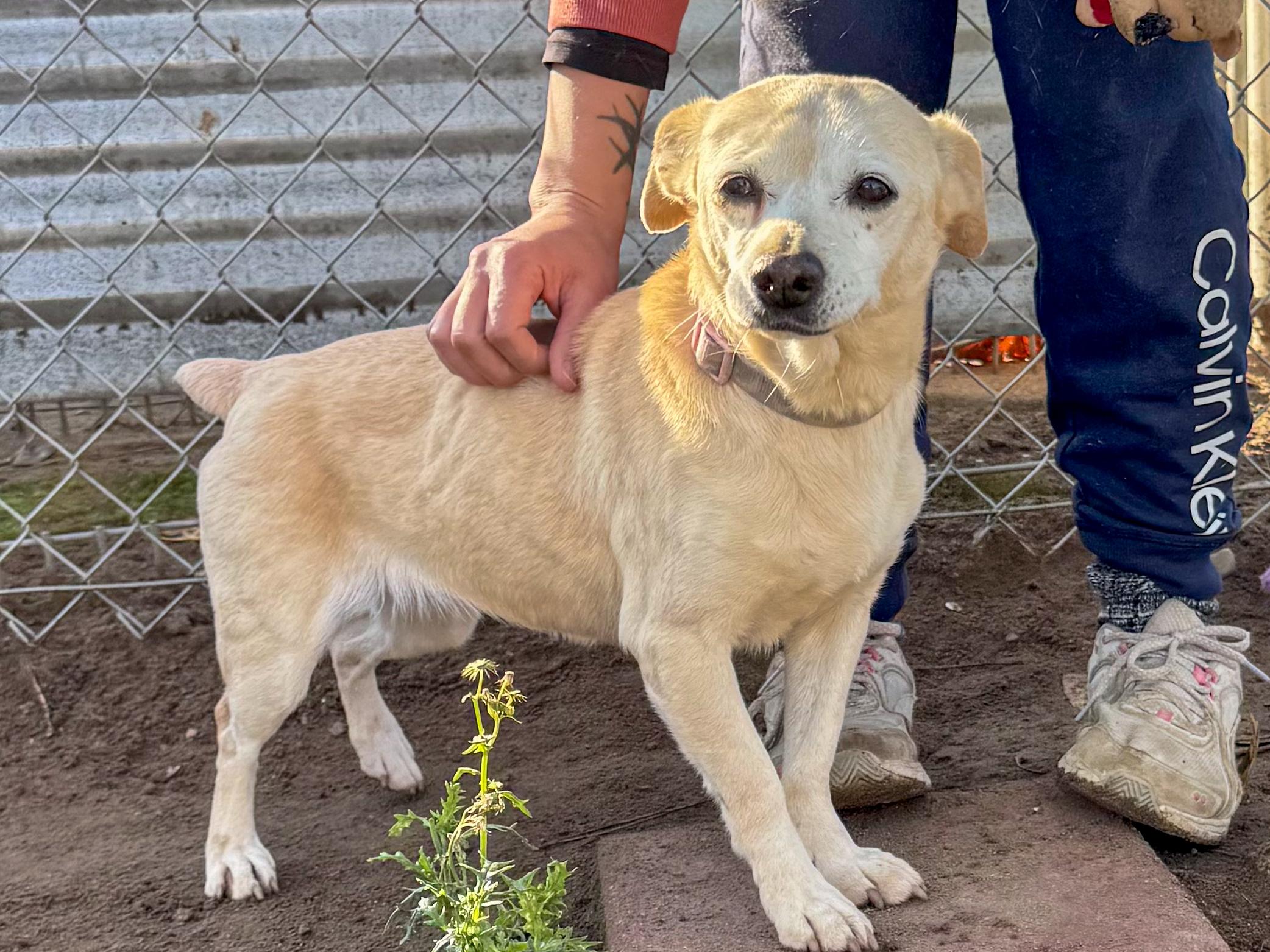 KATRINA, a Adoptable mixed breed in Fresno, CA image 1/4