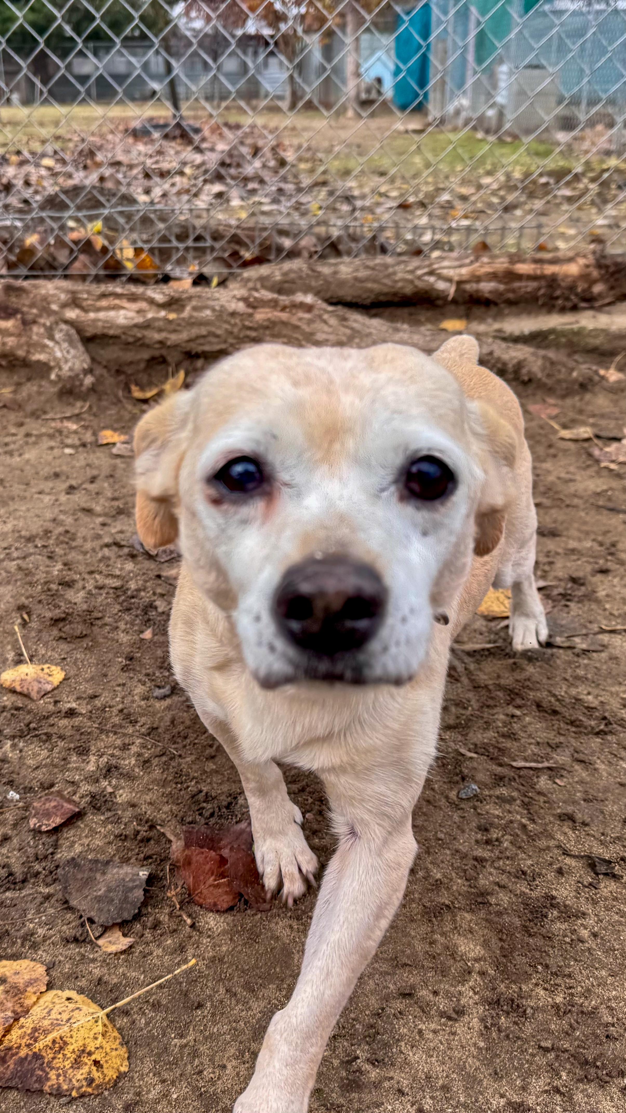 Enlarge KATRINA, a Adoptable mixed breed in Fresno, CA image 5/5