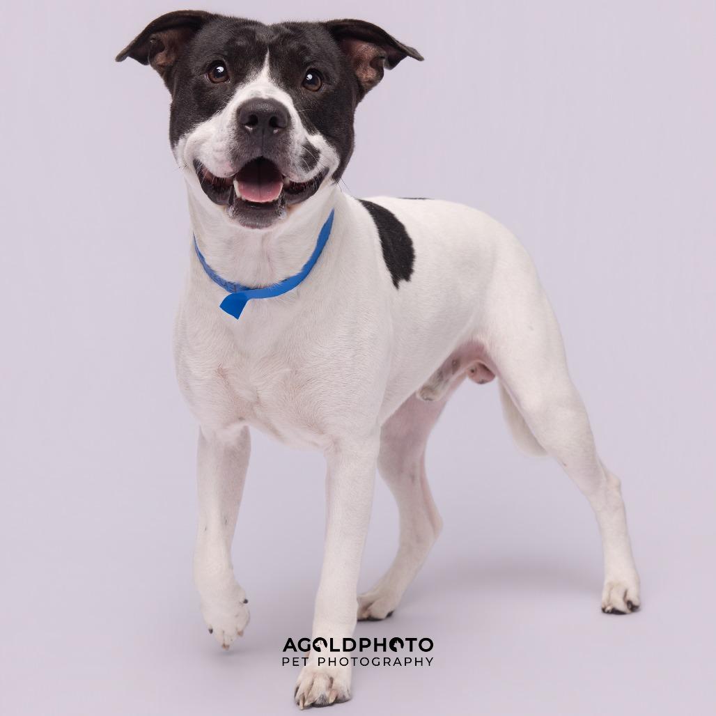 Enlarge Enzo, a Adoptable mixed breed in Tampa, FL image 1/4