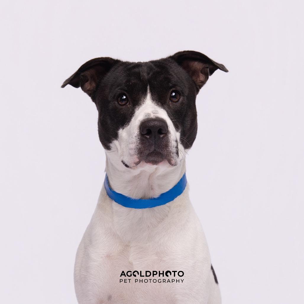 Enlarge Enzo, a Adoptable mixed breed in Tampa, FL image 2/4