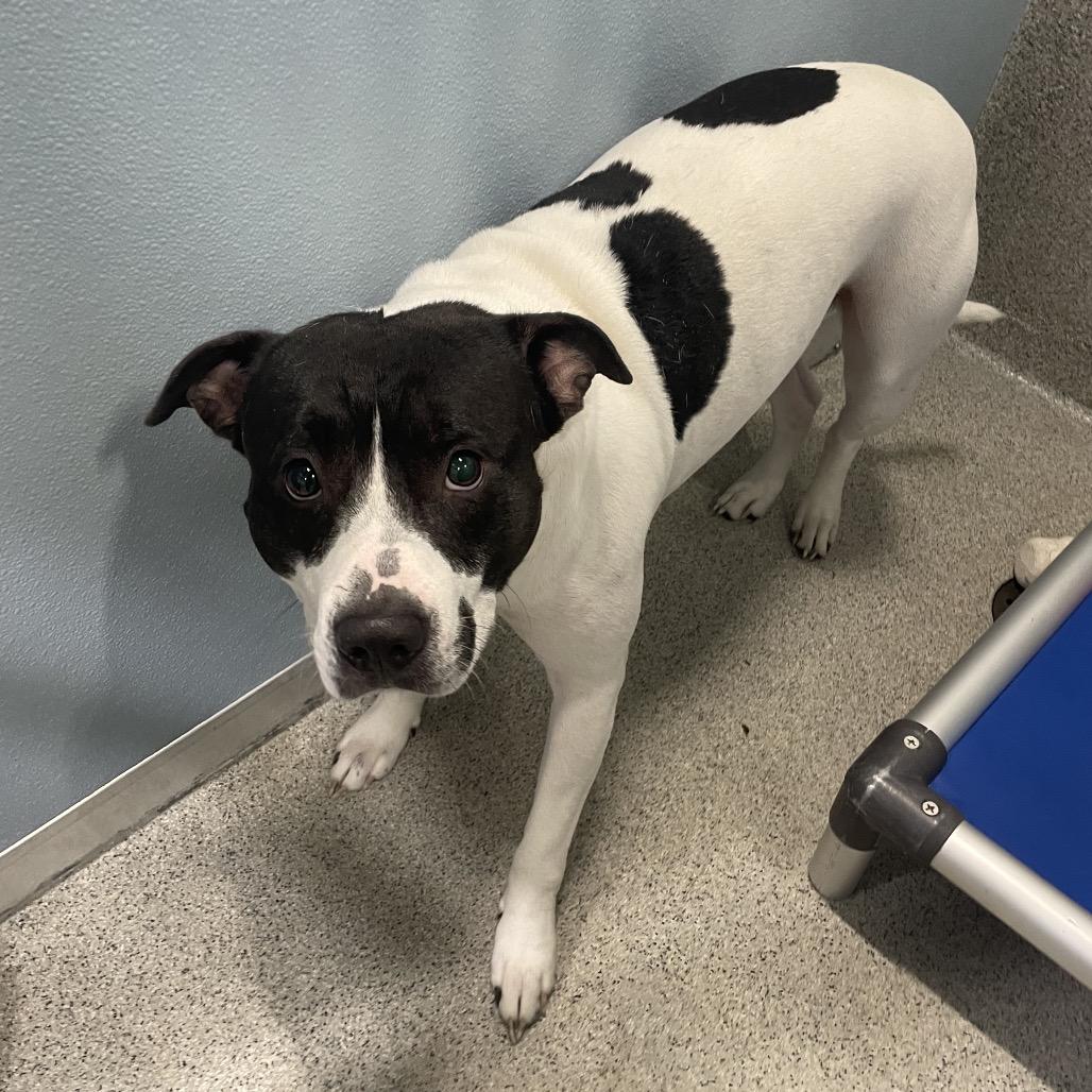 Enlarge Enzo, a Adoptable mixed breed in Tampa, FL image 3/4