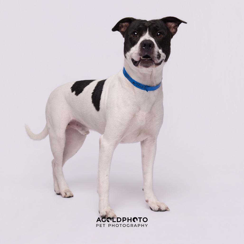 Enlarge Enzo, a Adoptable mixed breed in Tampa, FL image 4/4