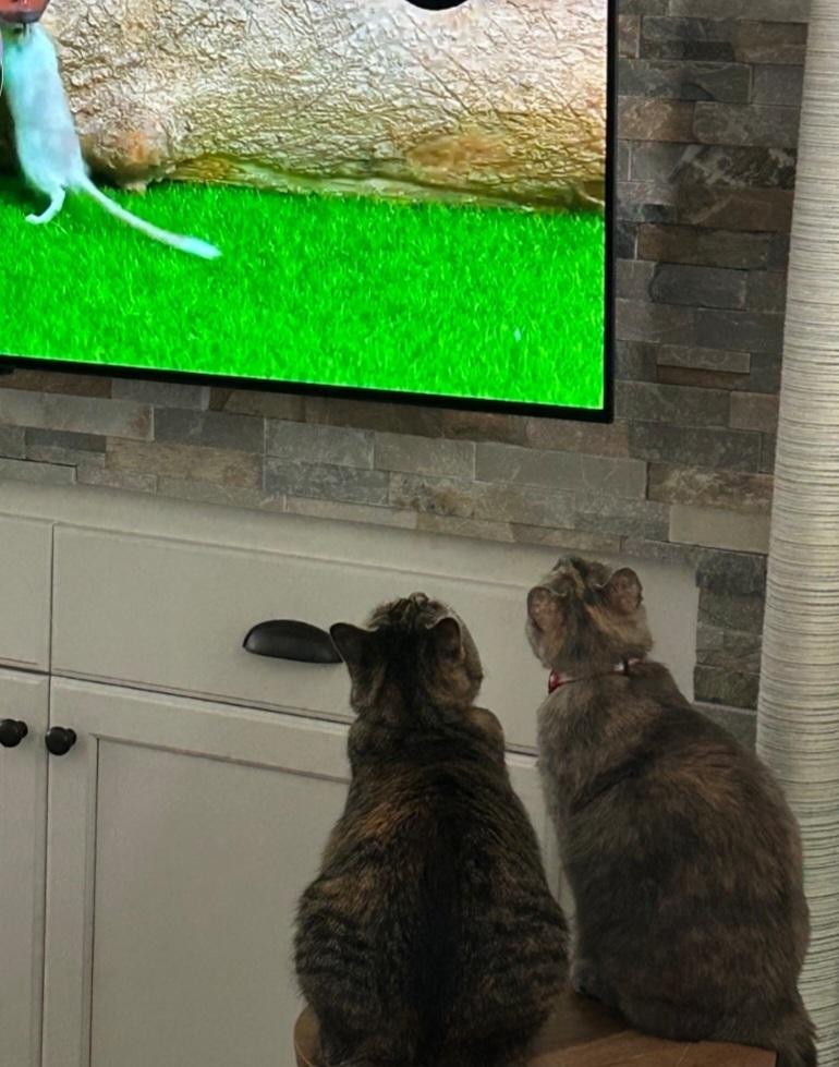 Dippin, Adoptable, Young Male Domestic Medium Hair.