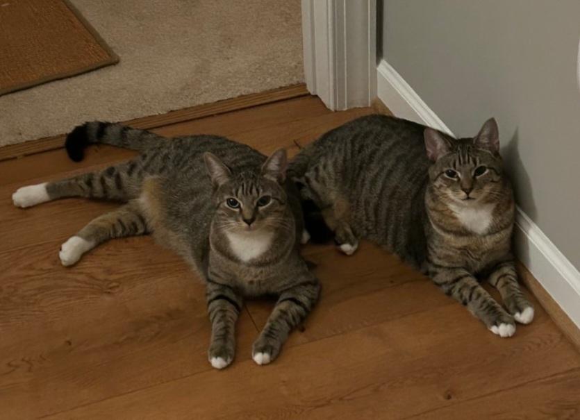 Enlarge Dippin, a Adoptable Domestic Medium Hair in Virginia Beach, VA image 2/4