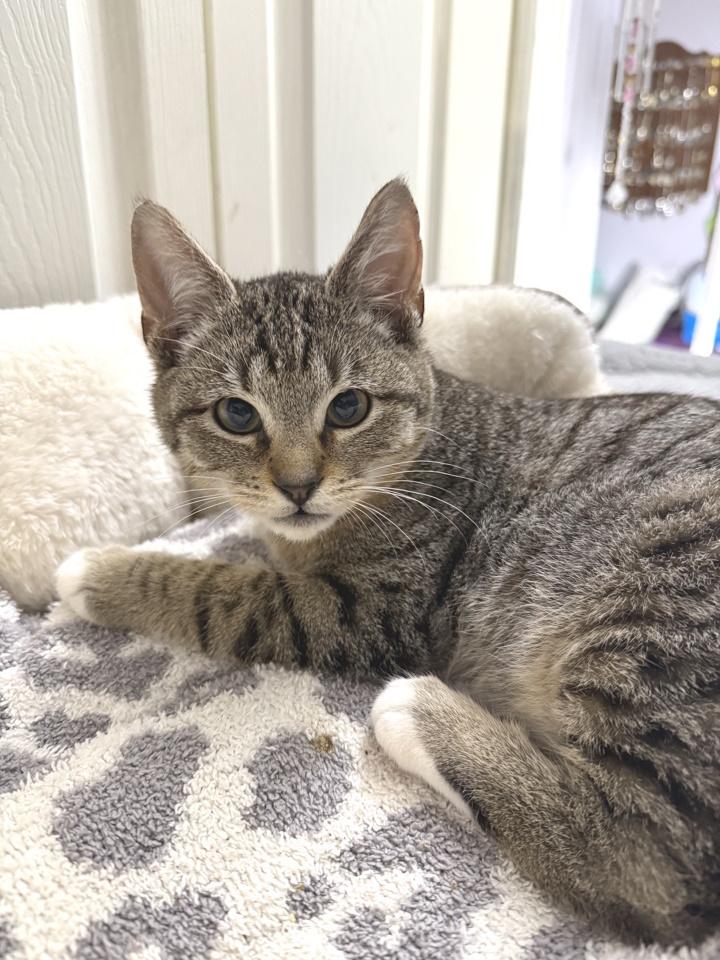 Enlarge Dippin, a Adoptable Domestic Medium Hair in Virginia Beach, VA image 3/4