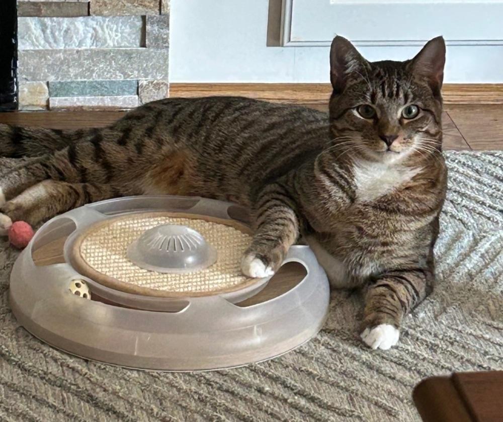 Enlarge Dippin, a Adoptable Domestic Medium Hair in Virginia Beach, VA image 4/4