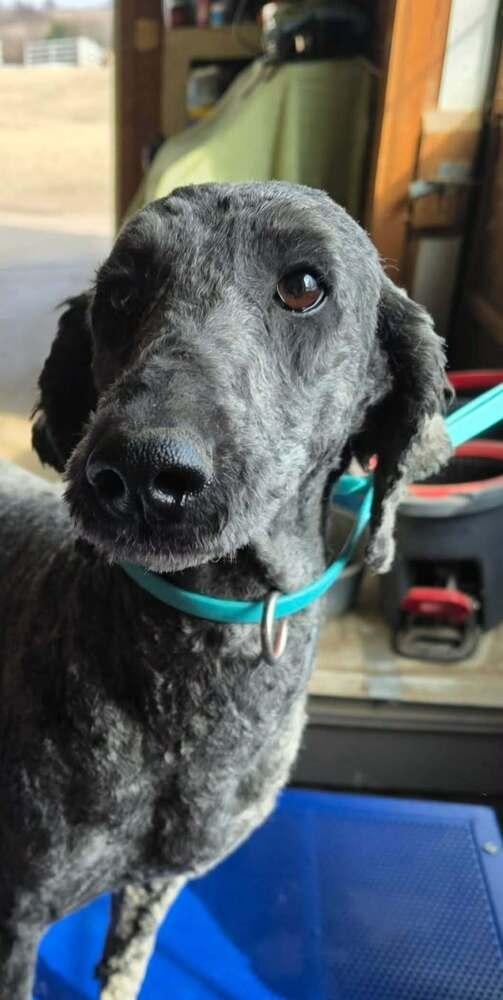 Shakira, a Adoptable Goldendoodle in Mauston, WI image 1/2
