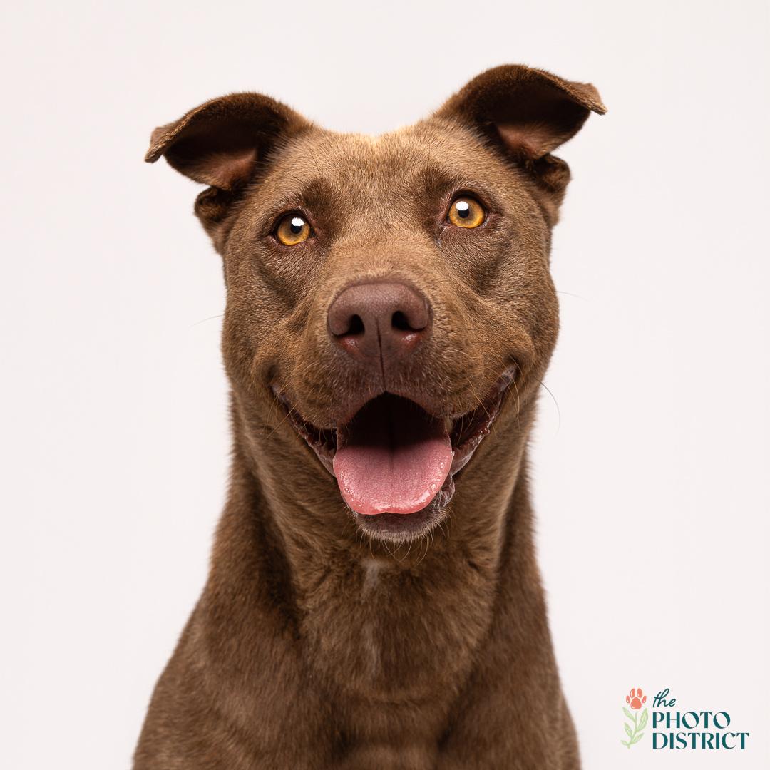 Enlarge Mocha, a Adoptable mixed breed in Winnabow, NC image 1/6