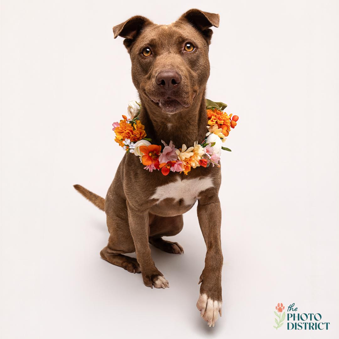 Enlarge Mocha, a Adoptable mixed breed in Winnabow, NC image 4/6