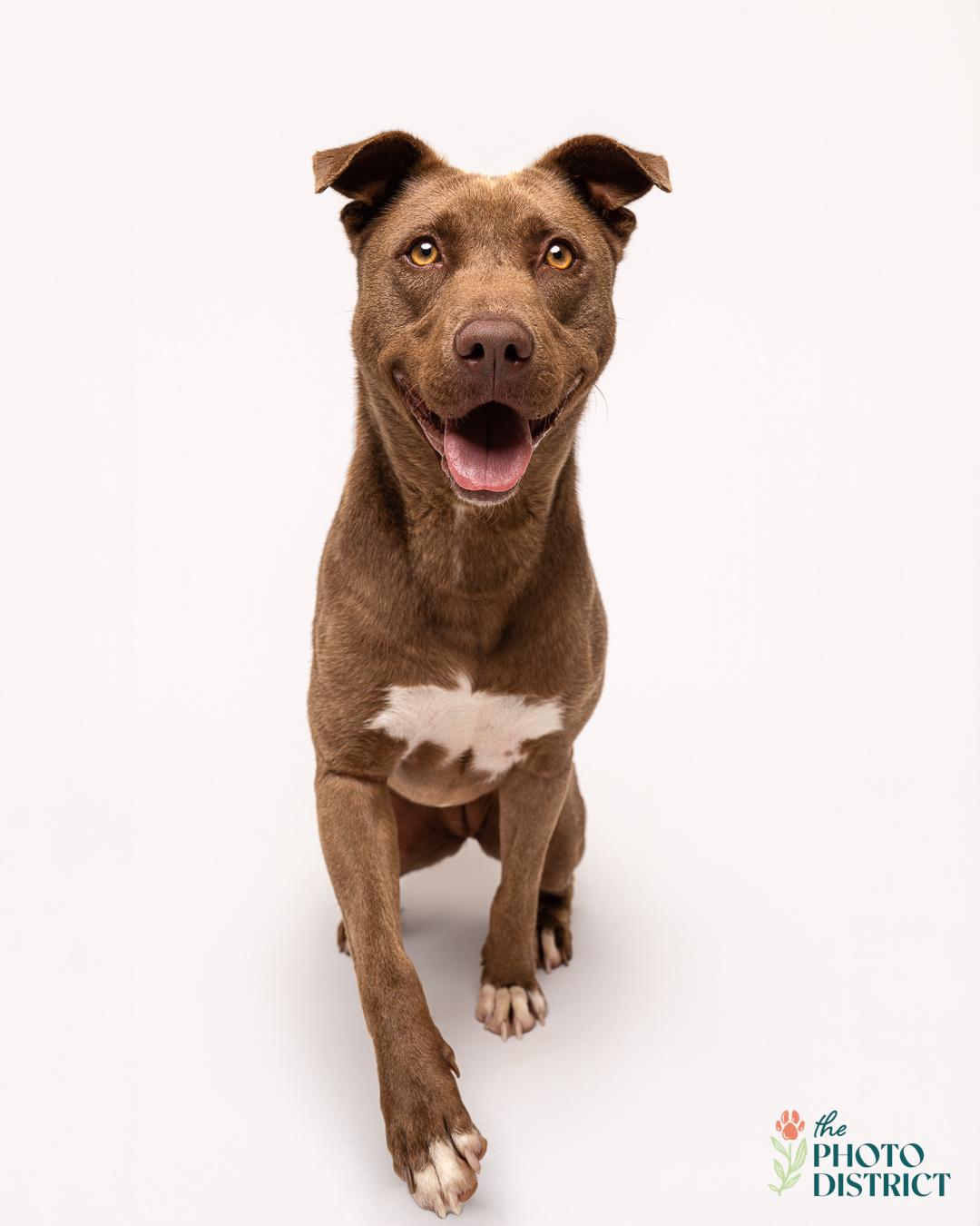 Mocha, a Adoptable mixed breed in Winnabow, NC image 3/6