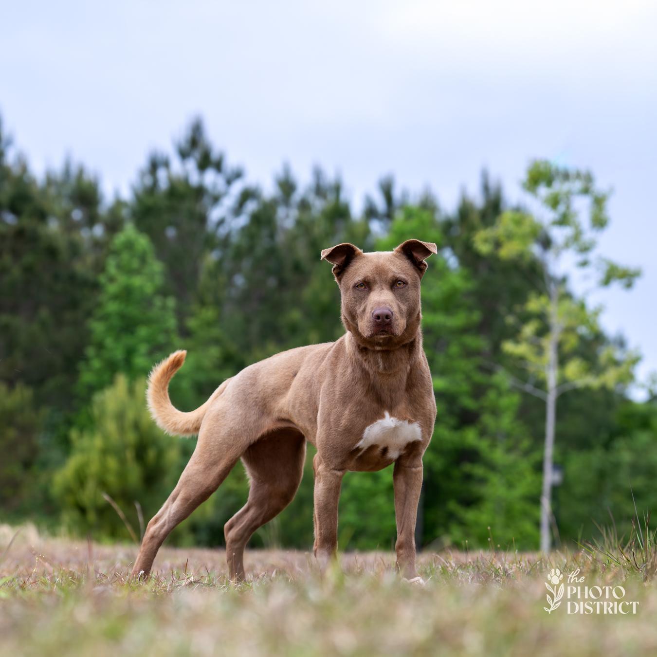 Mocha, a Adoptable mixed breed in Winnabow, NC image 4/6