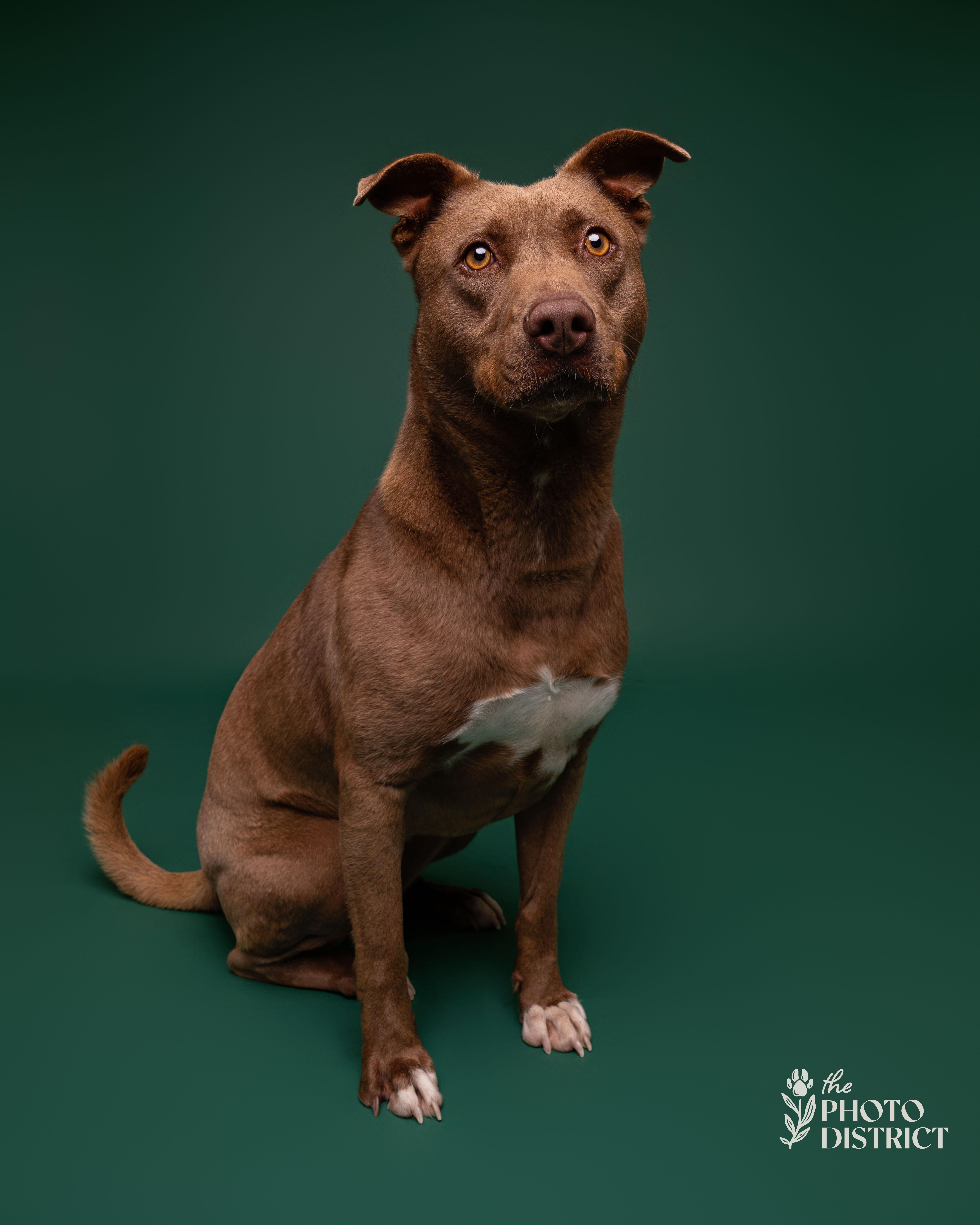 Enlarge Mocha, a Adoptable mixed breed in Winnabow, NC image 5/6