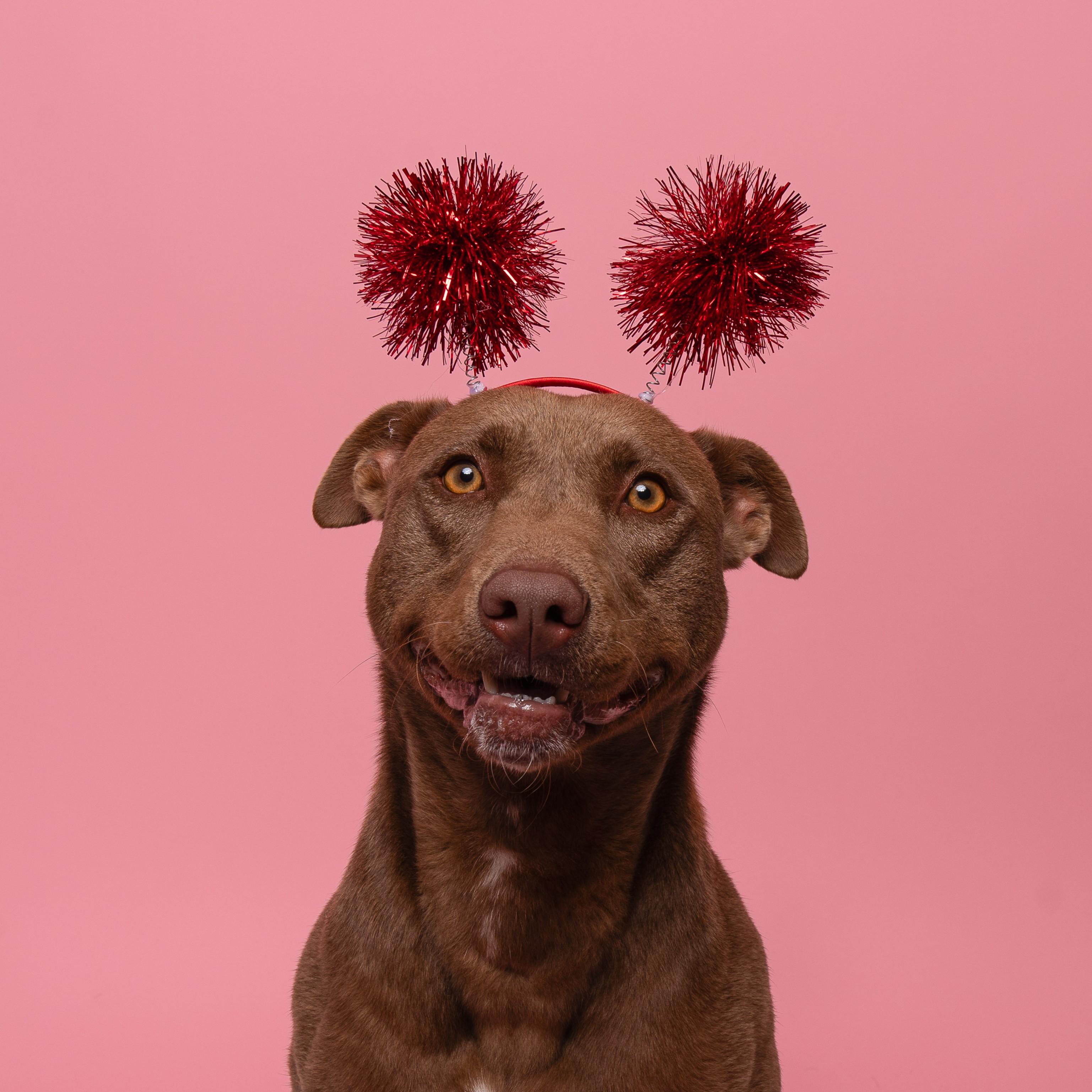 Mocha, a Adoptable mixed breed in Winnabow, NC image 5/6