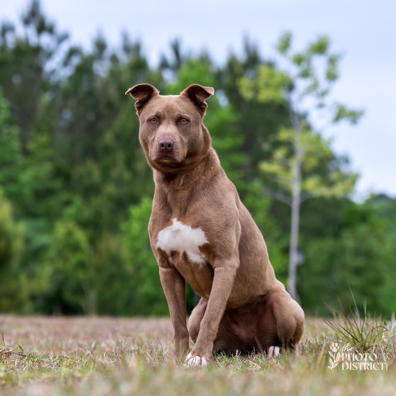 Mocha, a Adoptable mixed breed in Winnabow, NC image 6/6