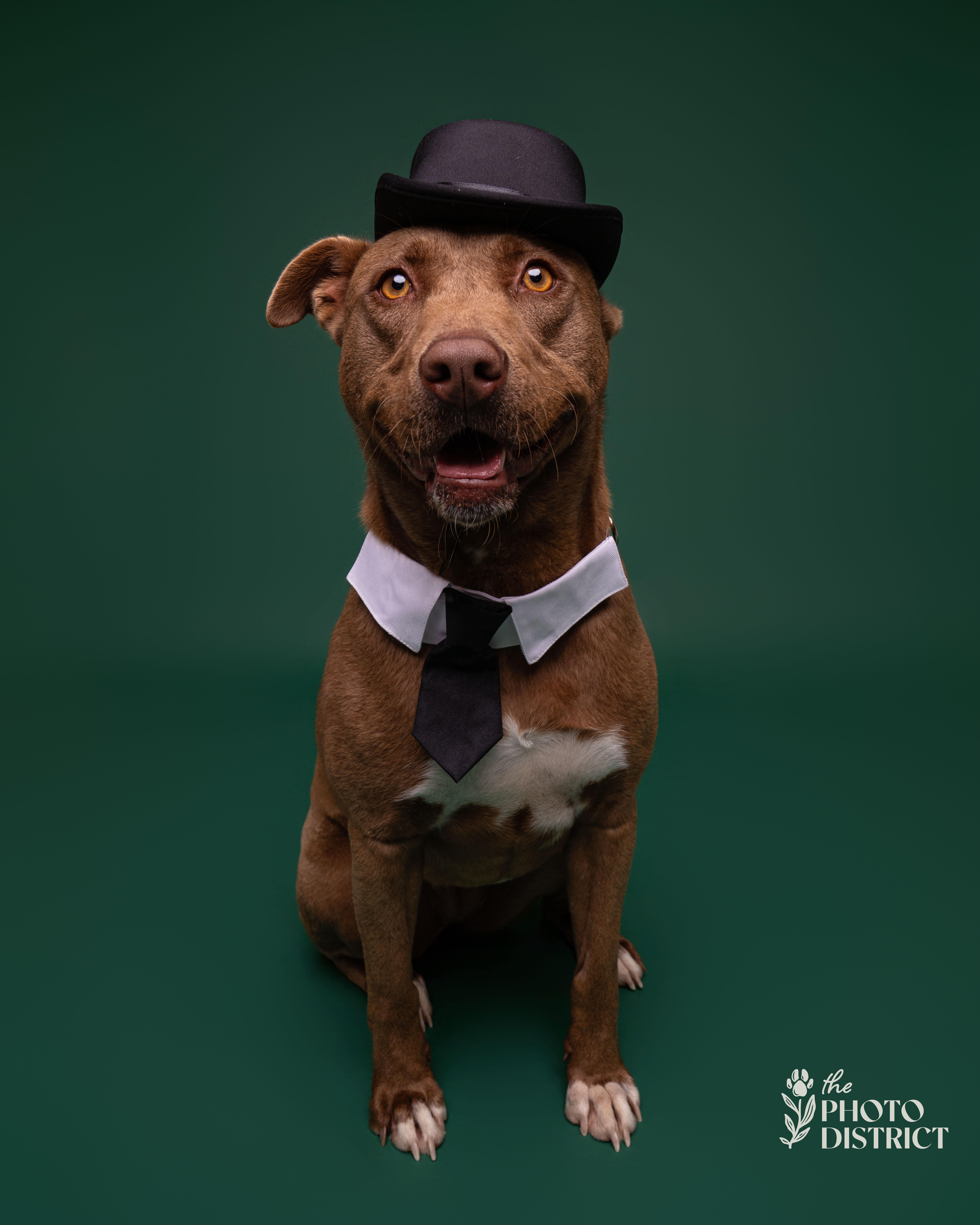 Enlarge Mocha, a Adoptable mixed breed in Winnabow, NC image 6/6