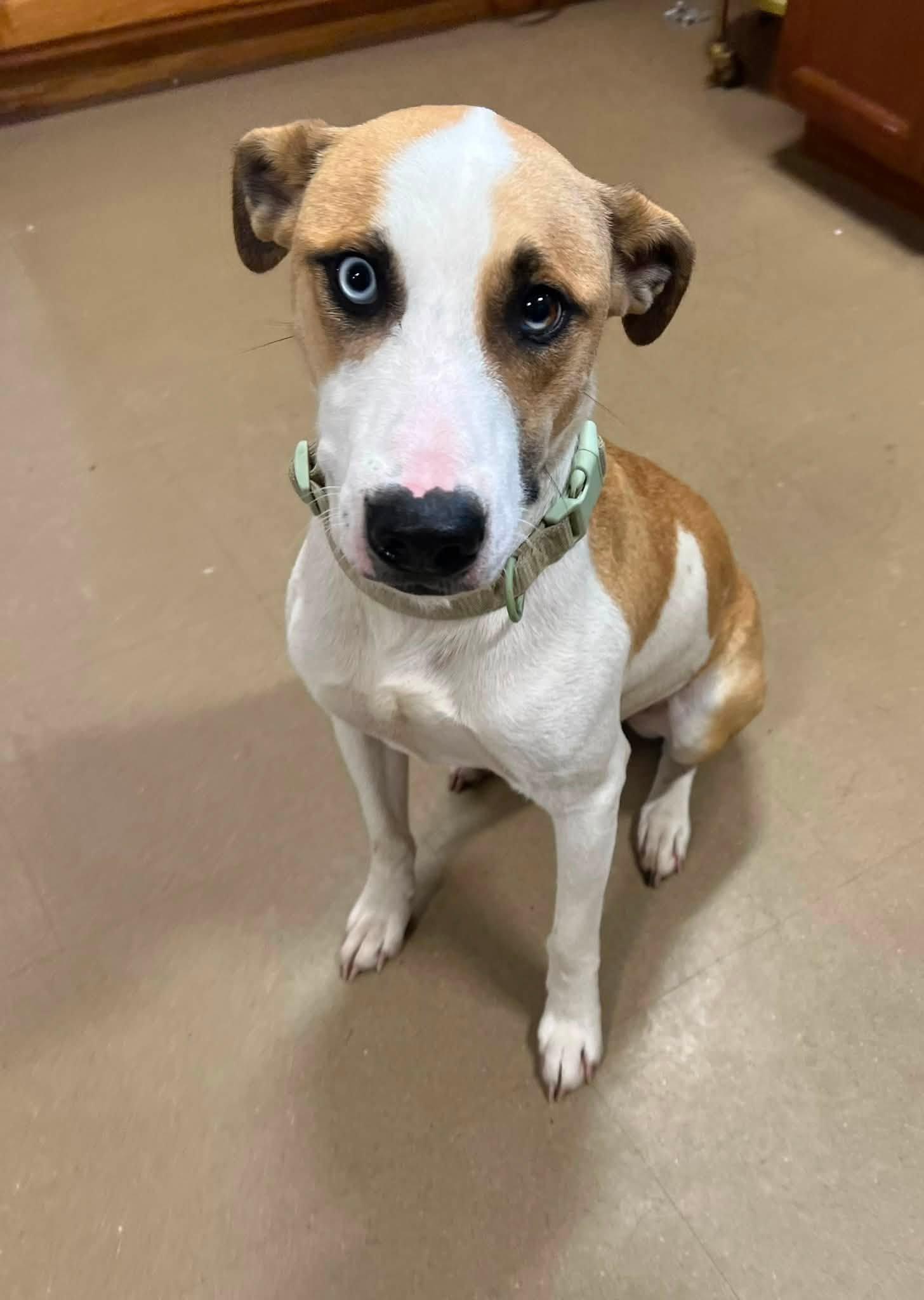 Saint, adopted, Adult Male Mixed Breed.