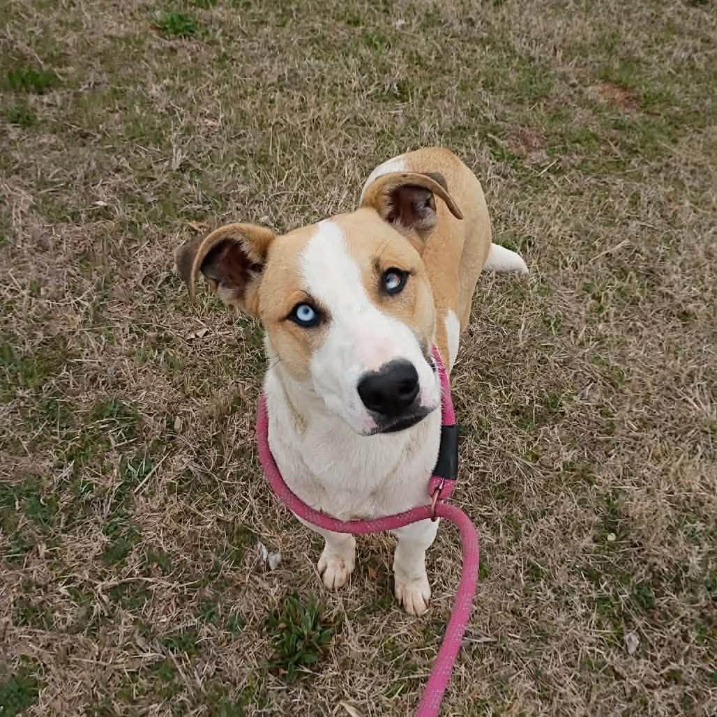 Saint, an adopted Mixed Breed in Davenport, IA image 4/4