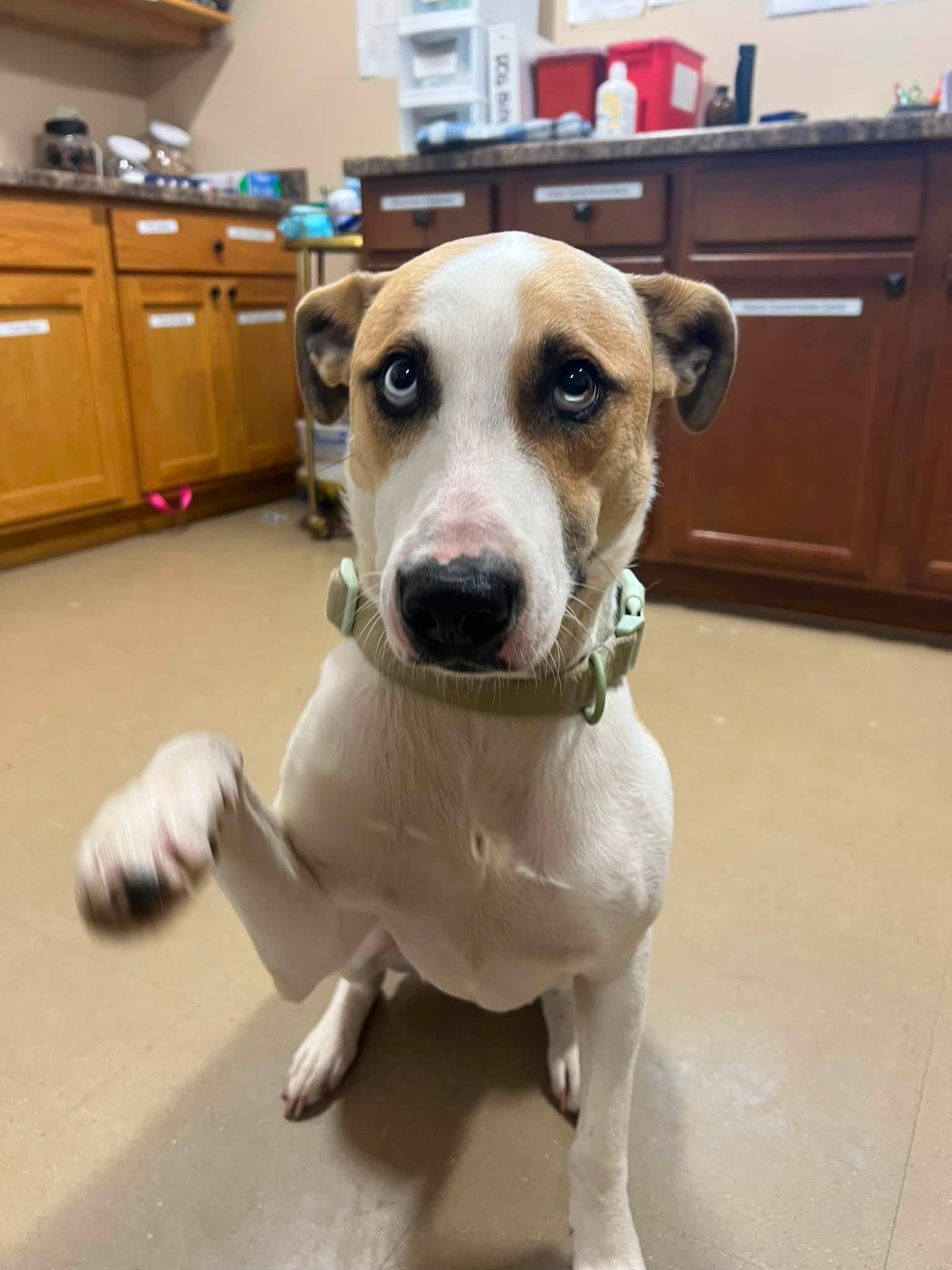 Saint, an adopted Mixed Breed in Davenport, IA image 2/4