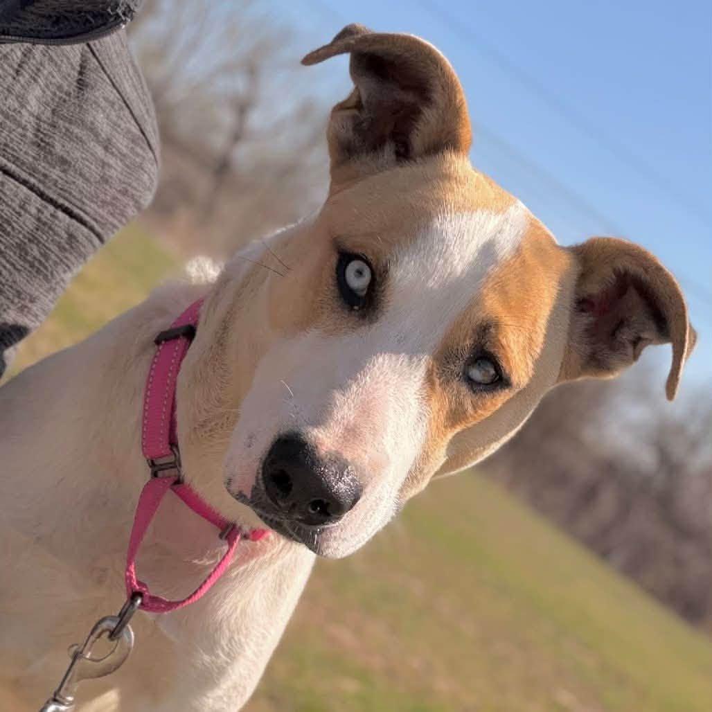 Saint, an adopted Mixed Breed in Davenport, IA image 3/4