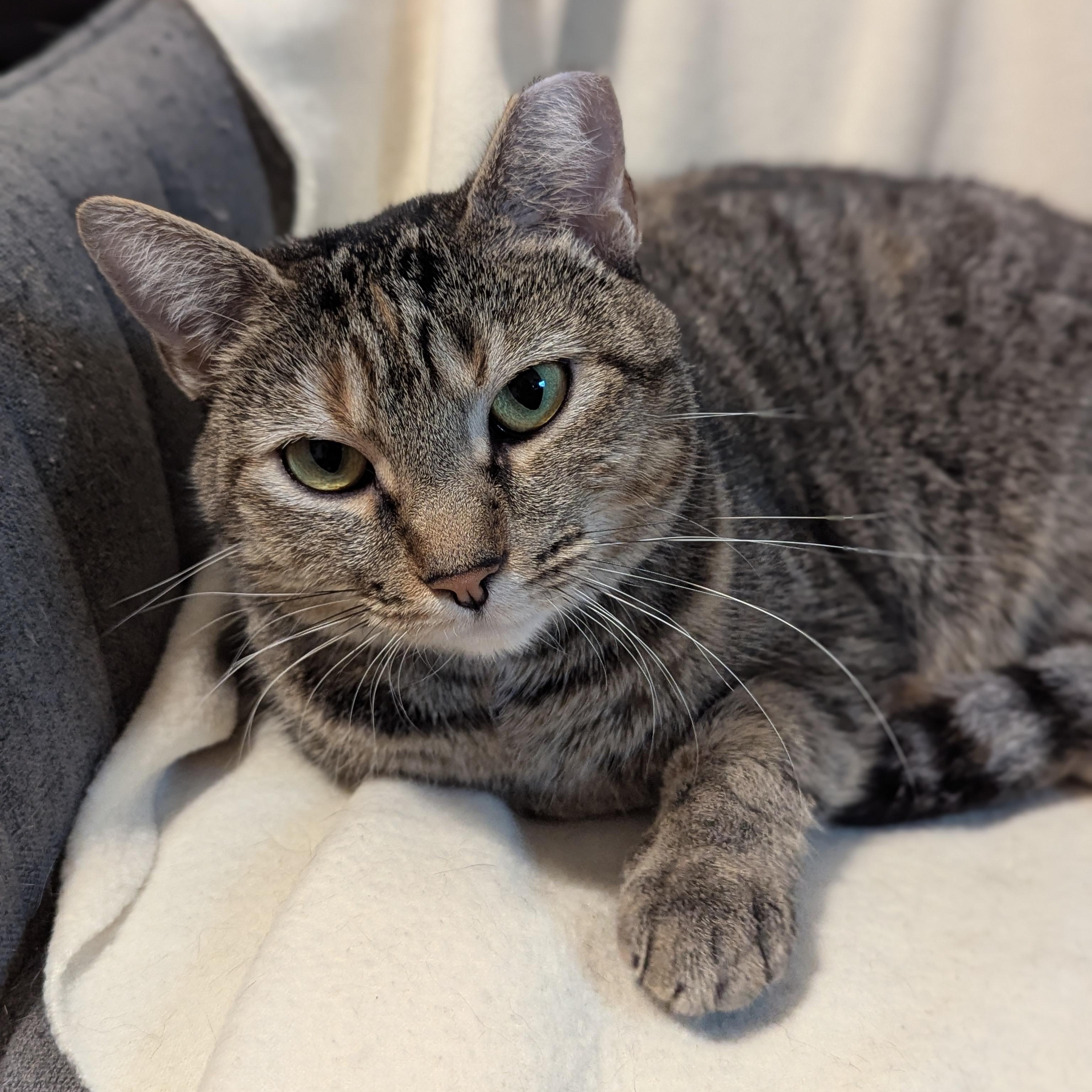 Enlarge Millie, a Adoptable Domestic Short Hair in Charlotte, NC image 1/4