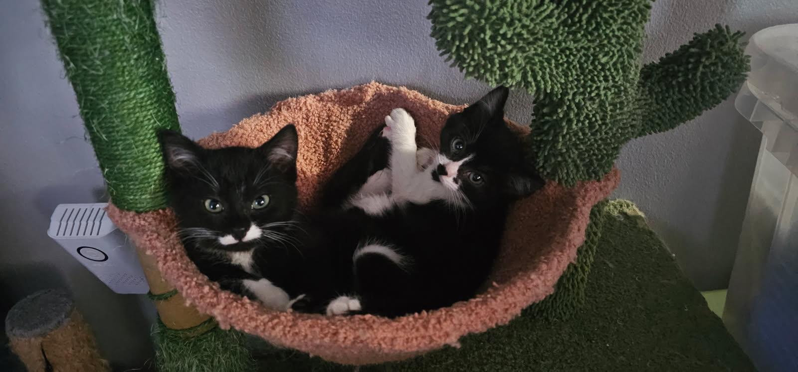 Burt, a ADOPTABLE Domestic Short Hair in China Township, MI image 2/3