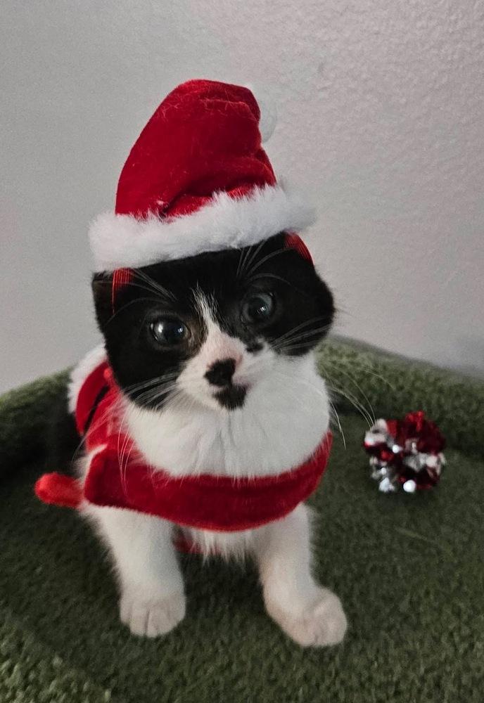 Burt, a ADOPTABLE Domestic Short Hair in China Township, MI image 3/3