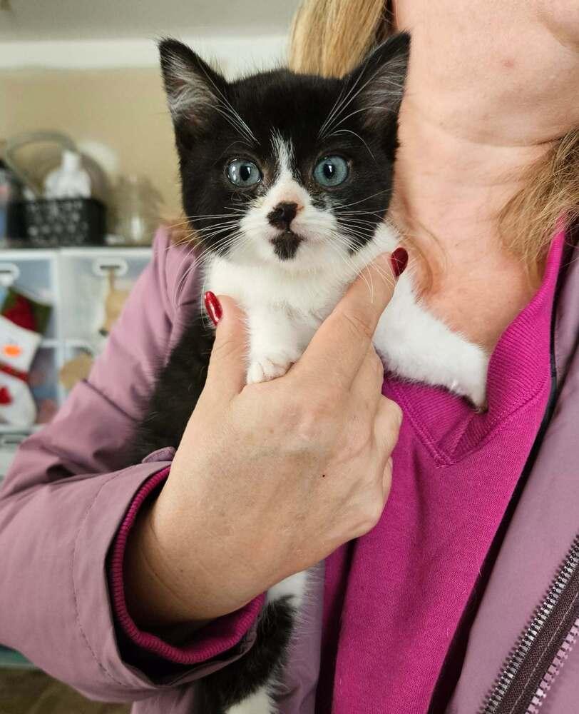 Burt, a ADOPTABLE Domestic Short Hair in China Township, MI image 1/3