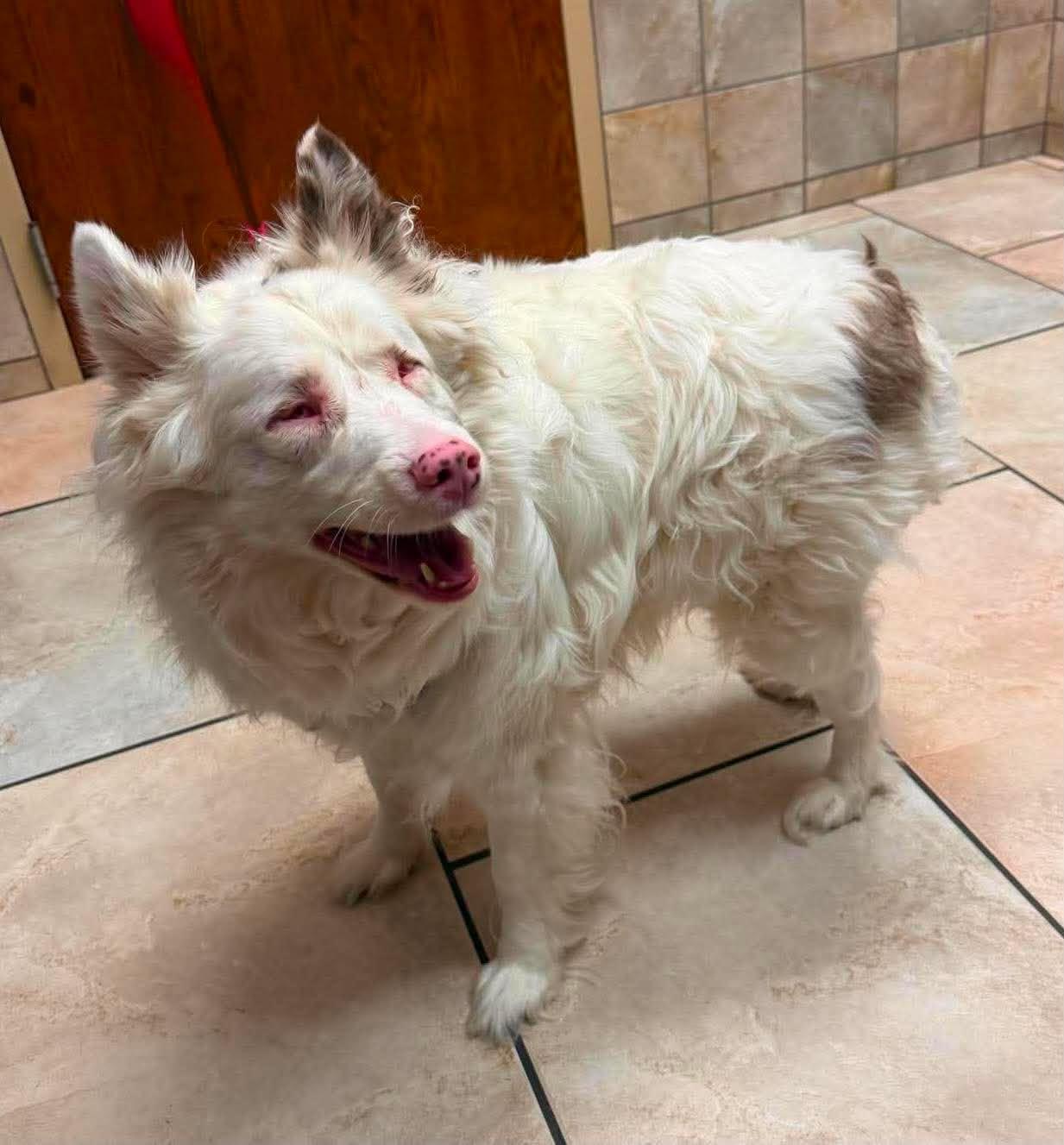 Enlarge Hadley, a ADOPTABLE Australian Shepherd in Oklahoma City, OK image 1/1