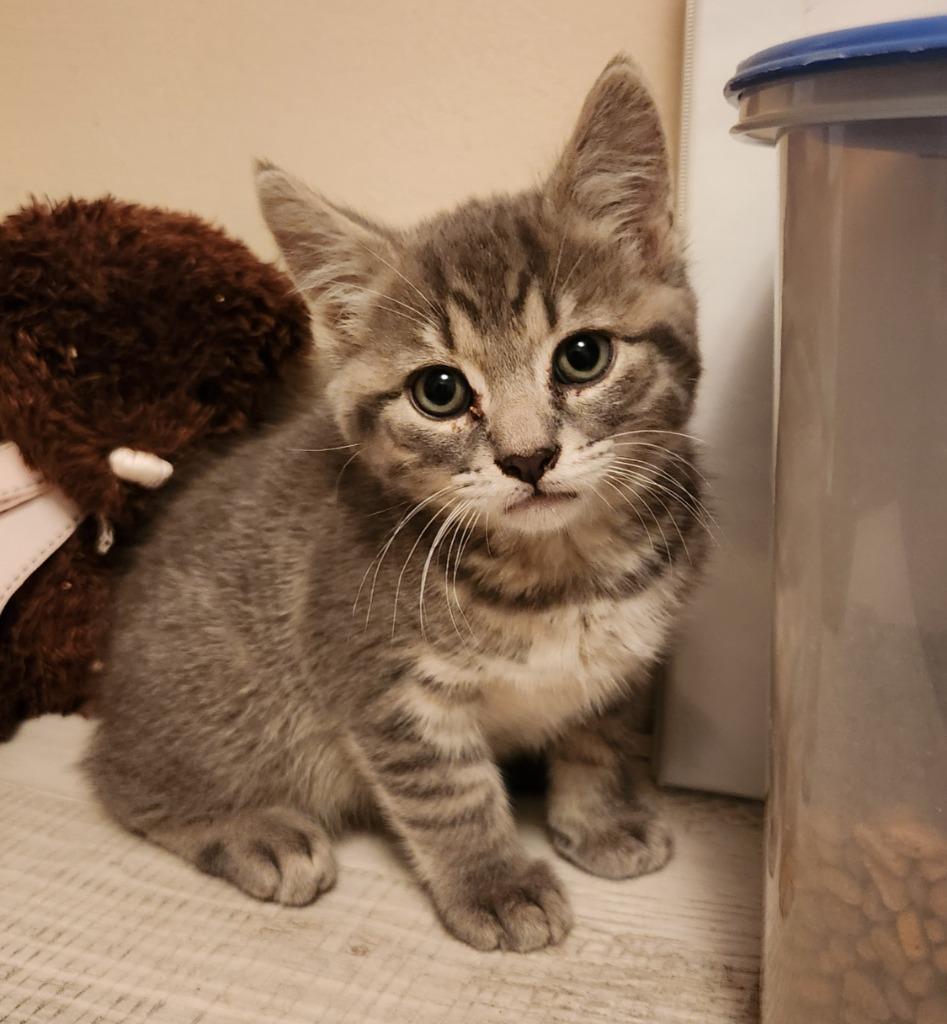 Jonah, Adopted, Kitten Male Domestic Short Hair.