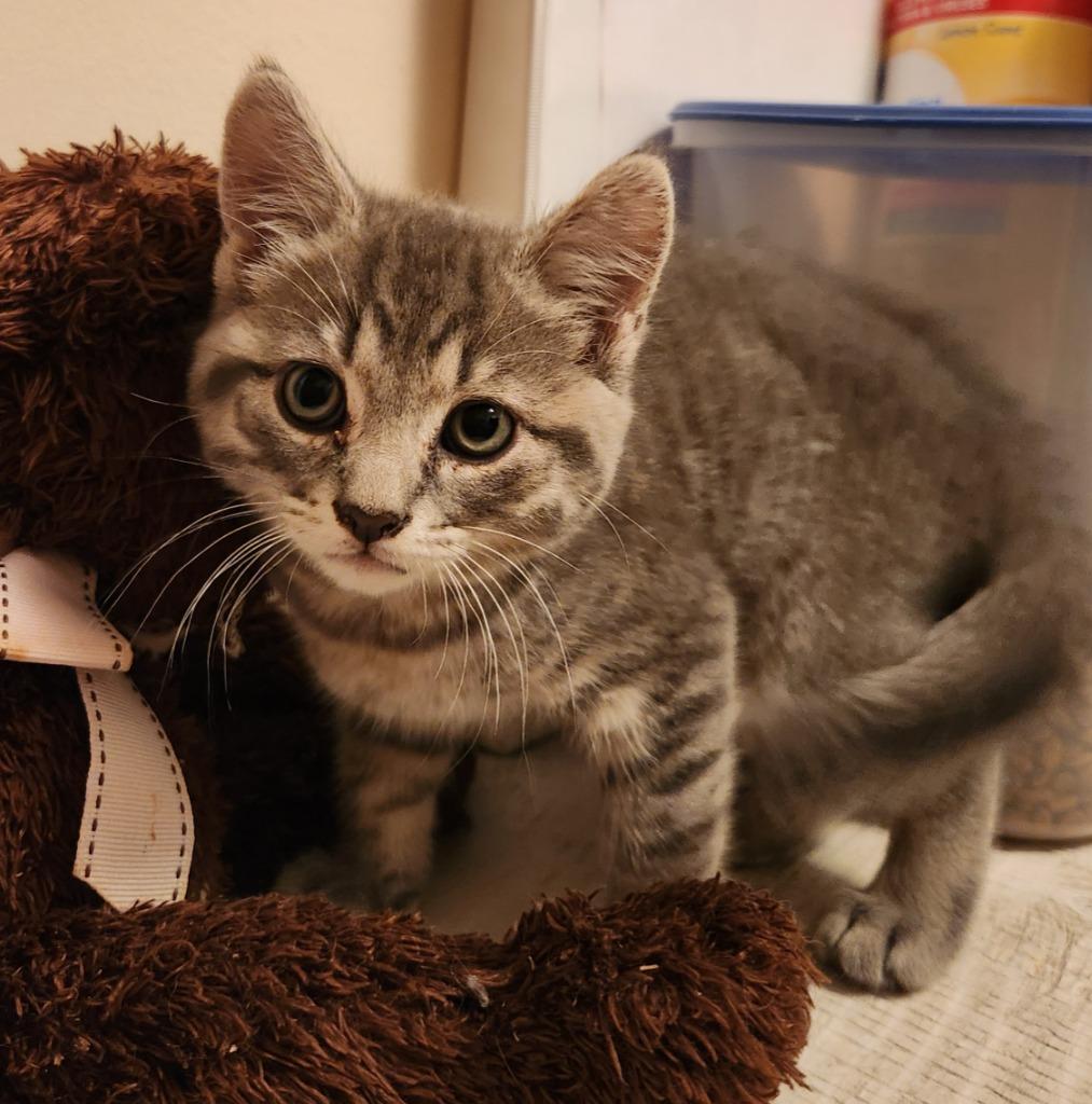 Jonah, Adopted, Kitten Male Domestic Short Hair.