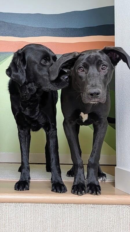 Heath The King Size Candy Bar — thumbnail 3