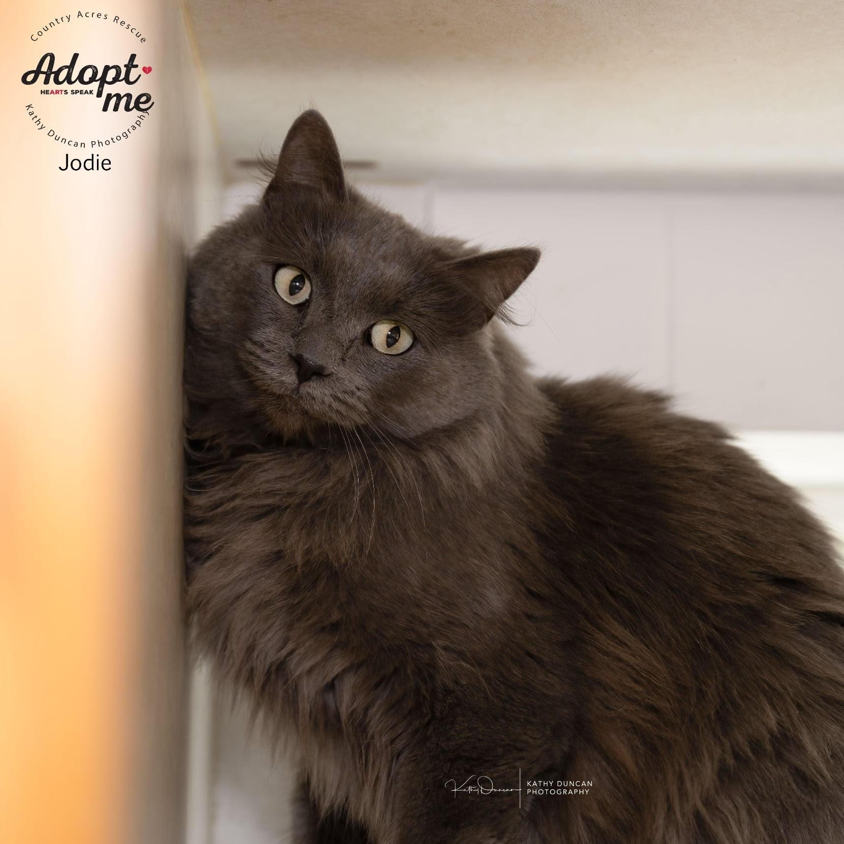 Enlarge Jodie, a ADOPTABLE Domestic Medium Hair in Manchester, MO image 1/2