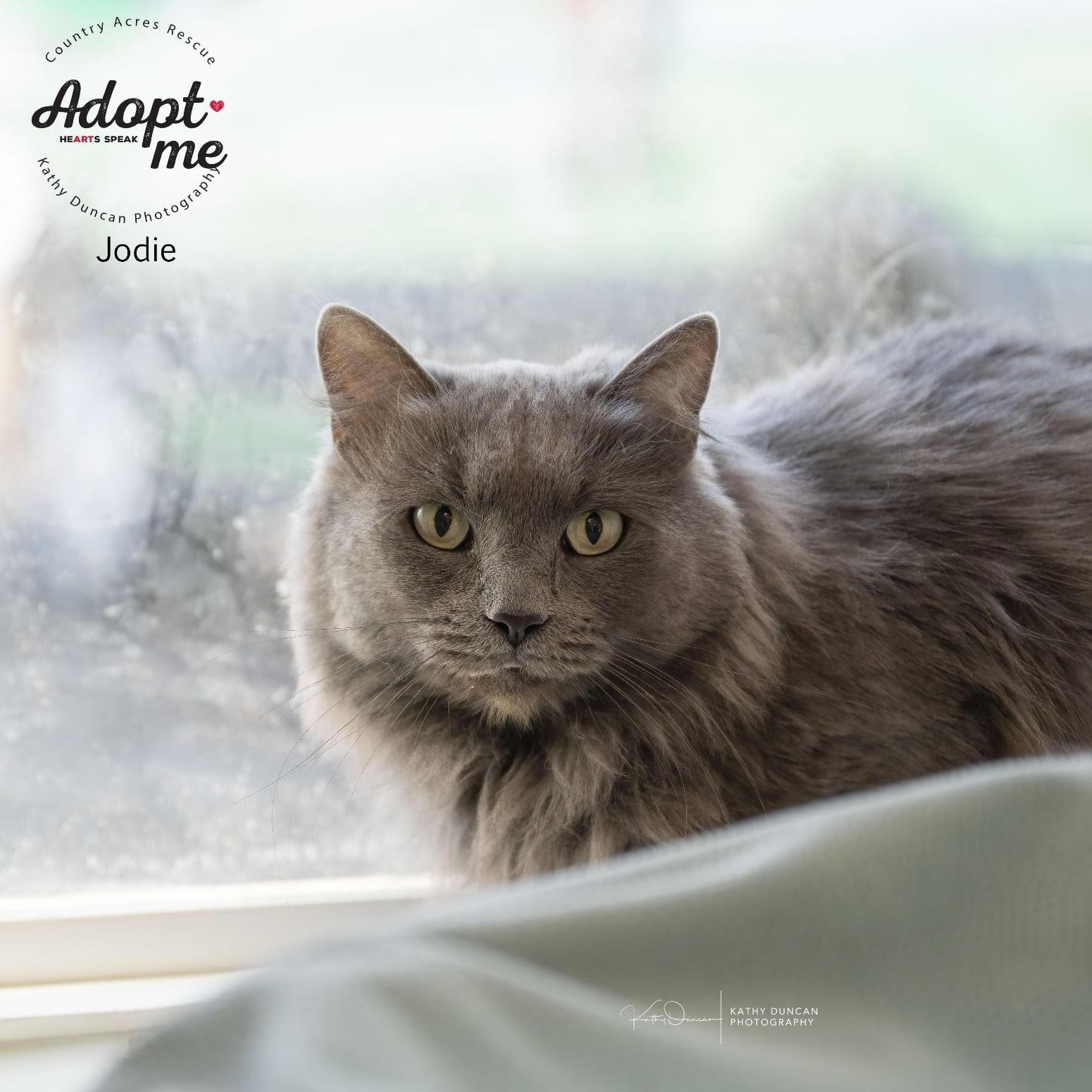 Enlarge Jodie, a ADOPTABLE Domestic Medium Hair in Manchester, MO image 2/2