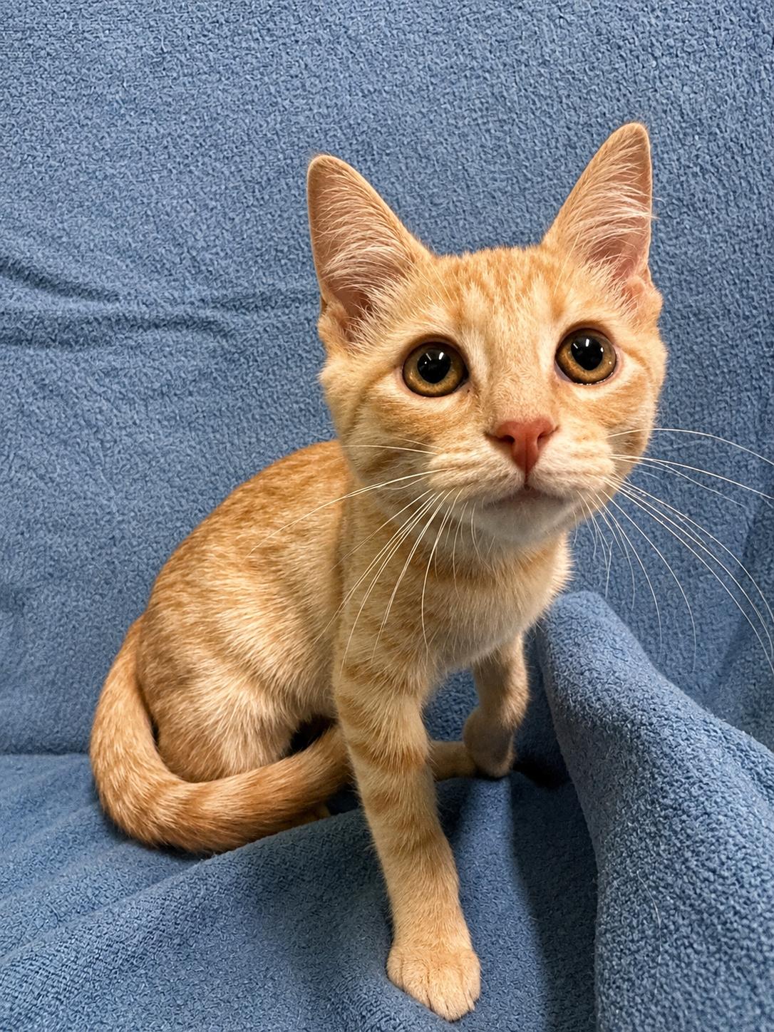 Enlarge TOSTITO, a Adopted Domestic Short Hair in Tillsonburg, ON image 3/4