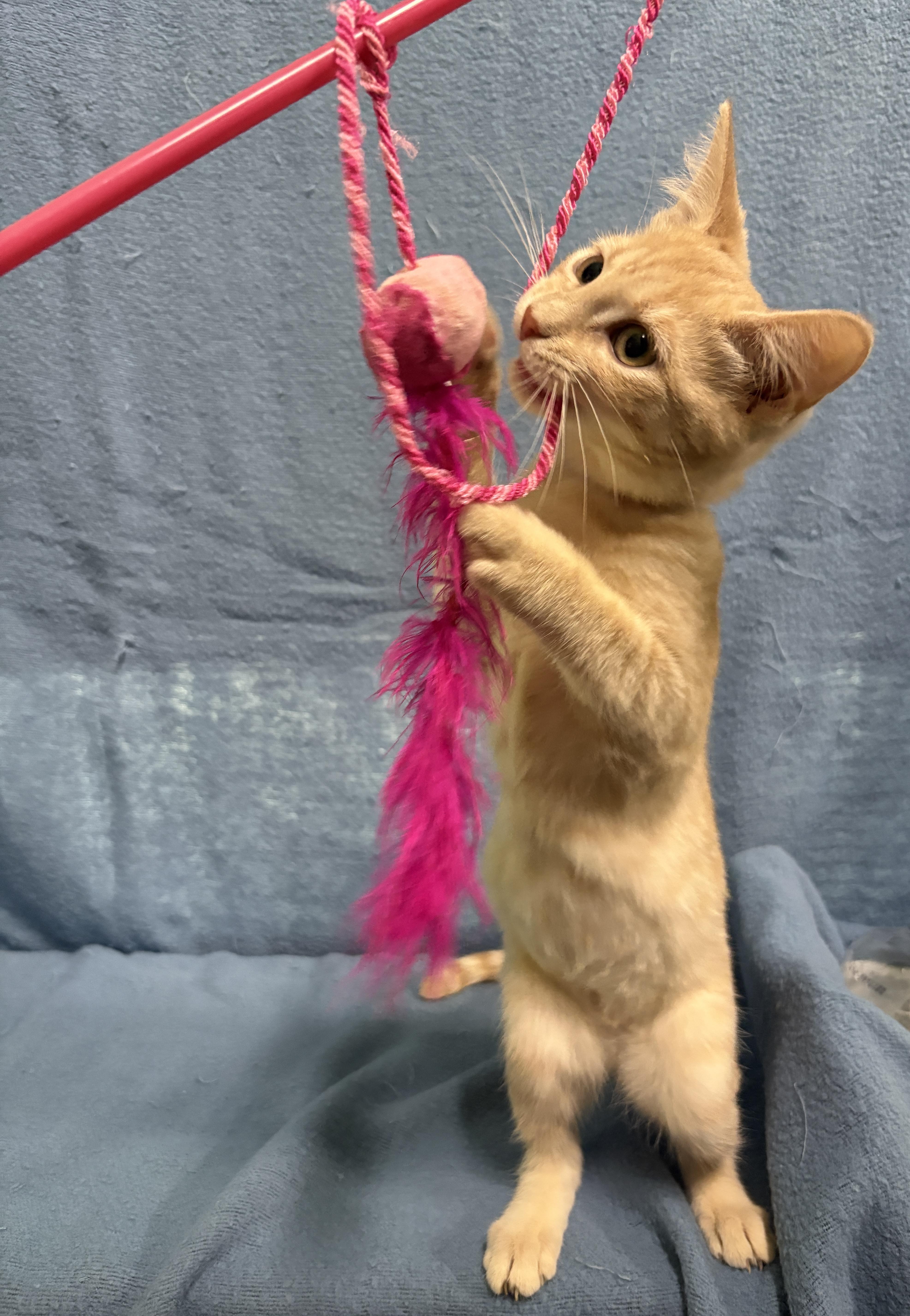 Enlarge TOSTITO, a Adopted Domestic Short Hair in Tillsonburg, ON image 2/4