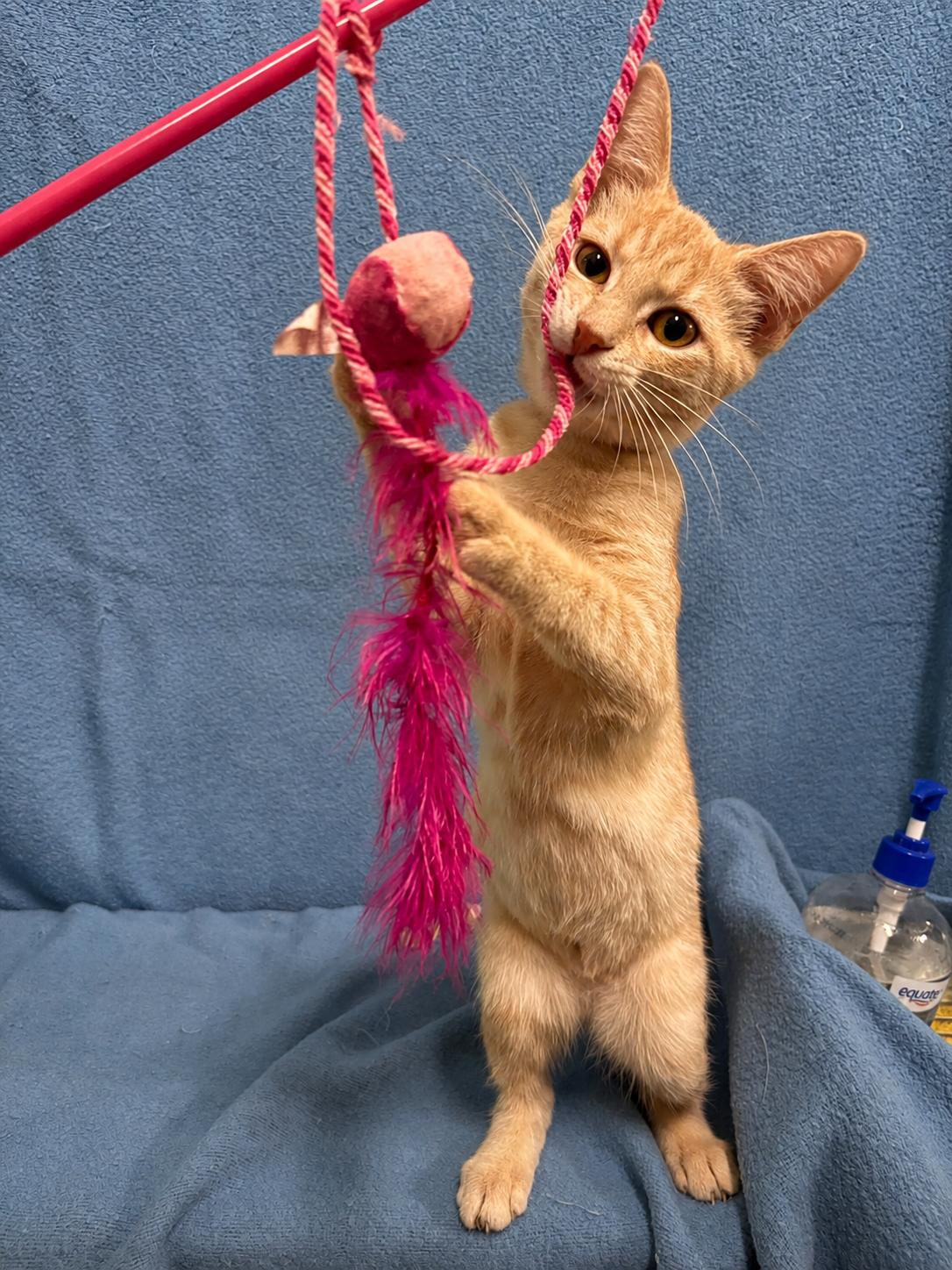 Enlarge TOSTITO, a Adopted Domestic Short Hair in Tillsonburg, ON image 4/4