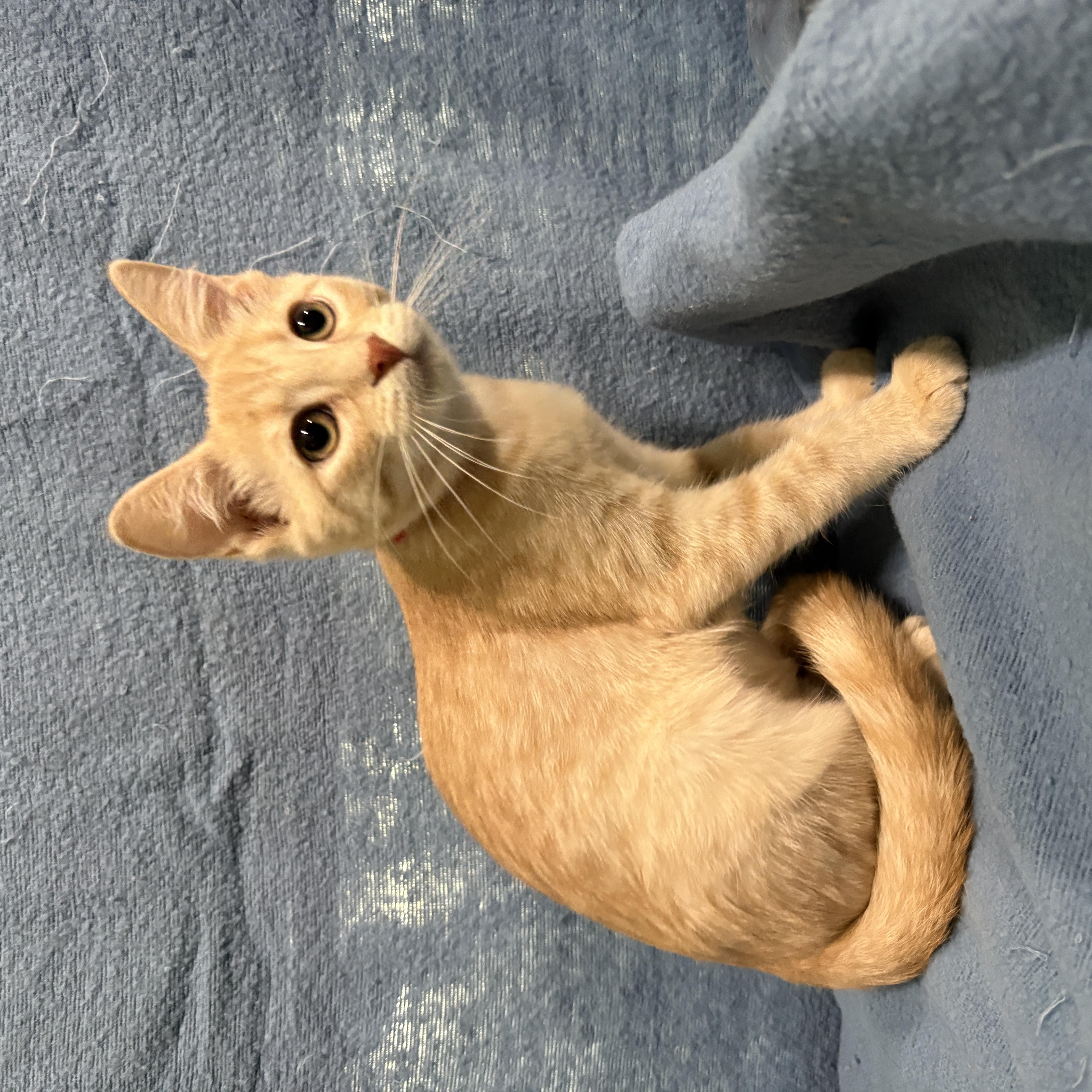 Enlarge TOSTITO, a Adopted Domestic Short Hair in Tillsonburg, ON image 1/4