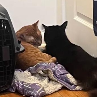 Enlarge Joe (bonded with Vinnie), a Adoptable mixed breed in Chicago, IL image 2/3