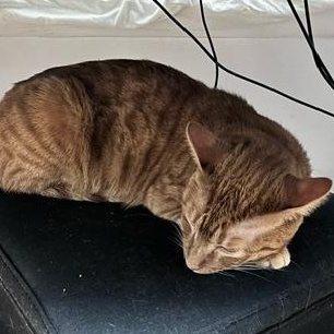 Joe (bonded with Vinnie), Adoptable, Young Male Domestic Short Hair.