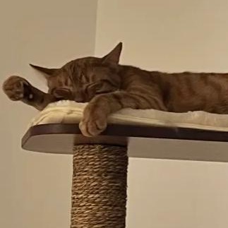 Enlarge Joe (bonded with Vinnie), a Adoptable mixed breed in Chicago, IL image 3/3